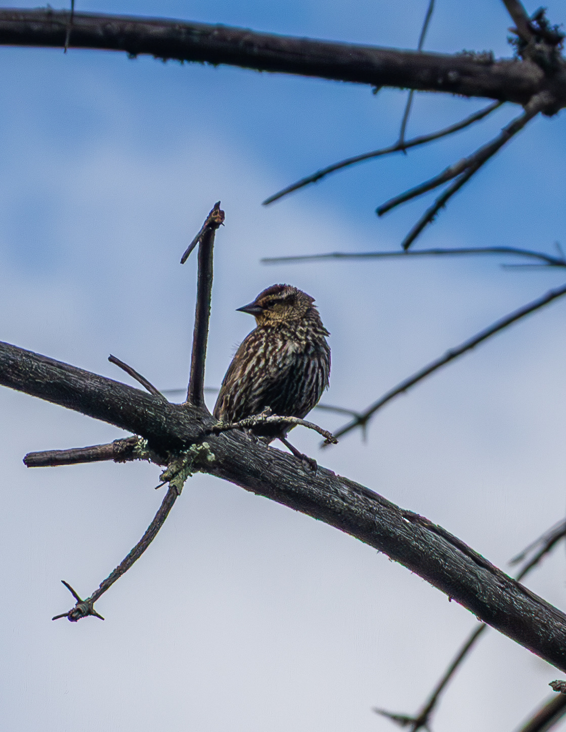 Female Red-winged Blackbird No1