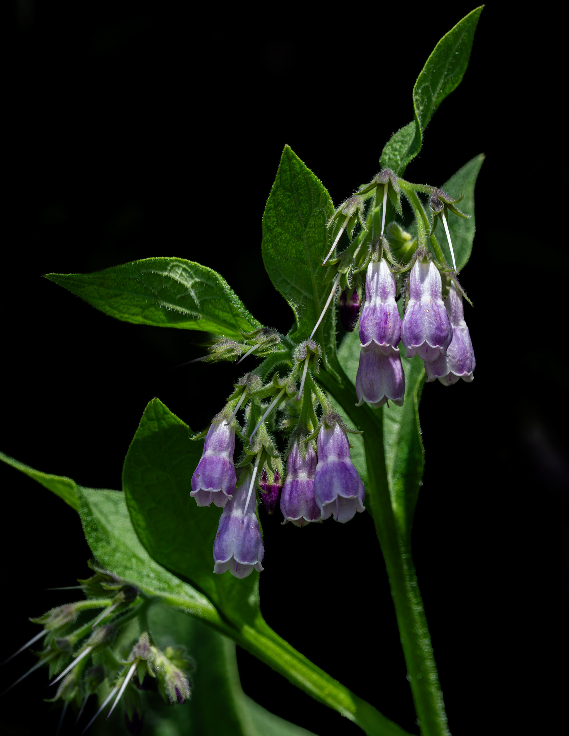Common Comfrey