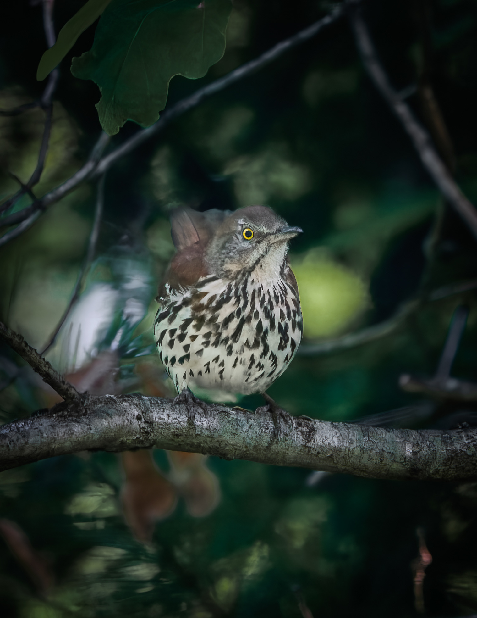 Brown Thrasher