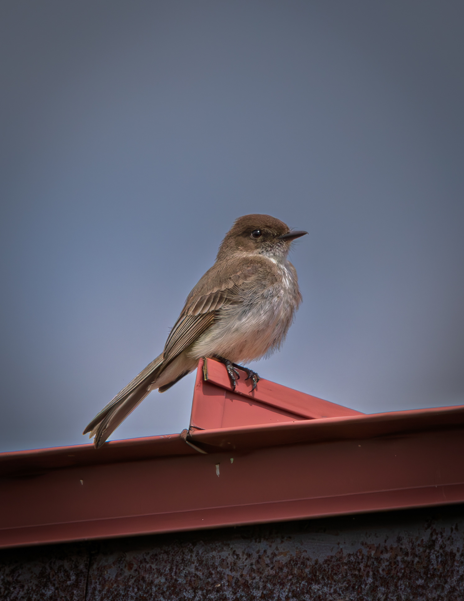 Eastern Phoebe