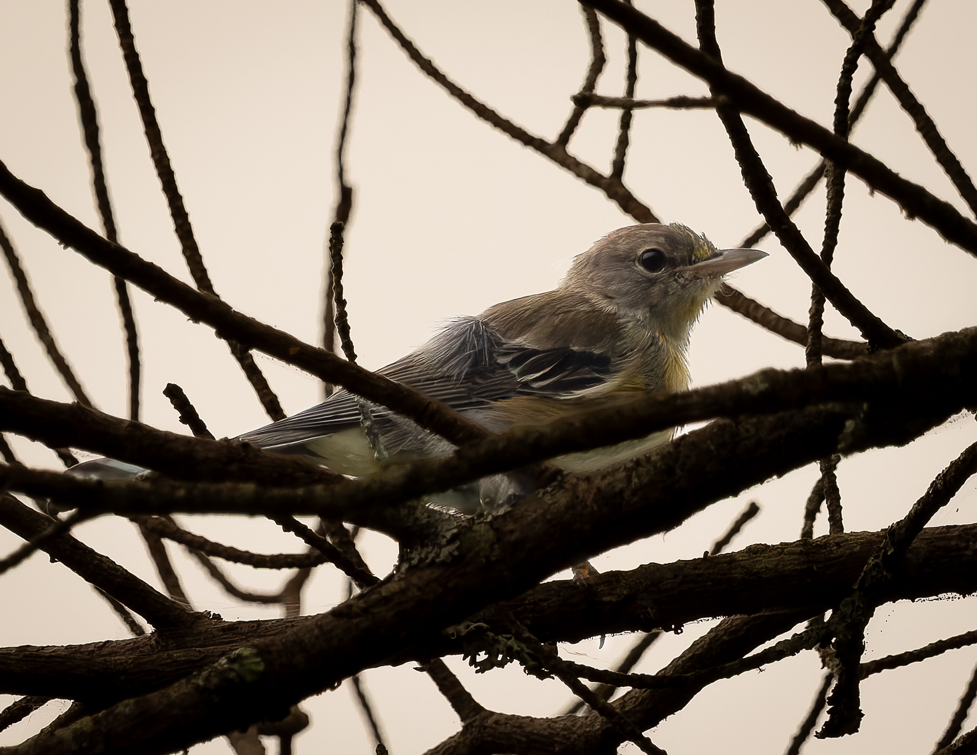 Pine Warbler