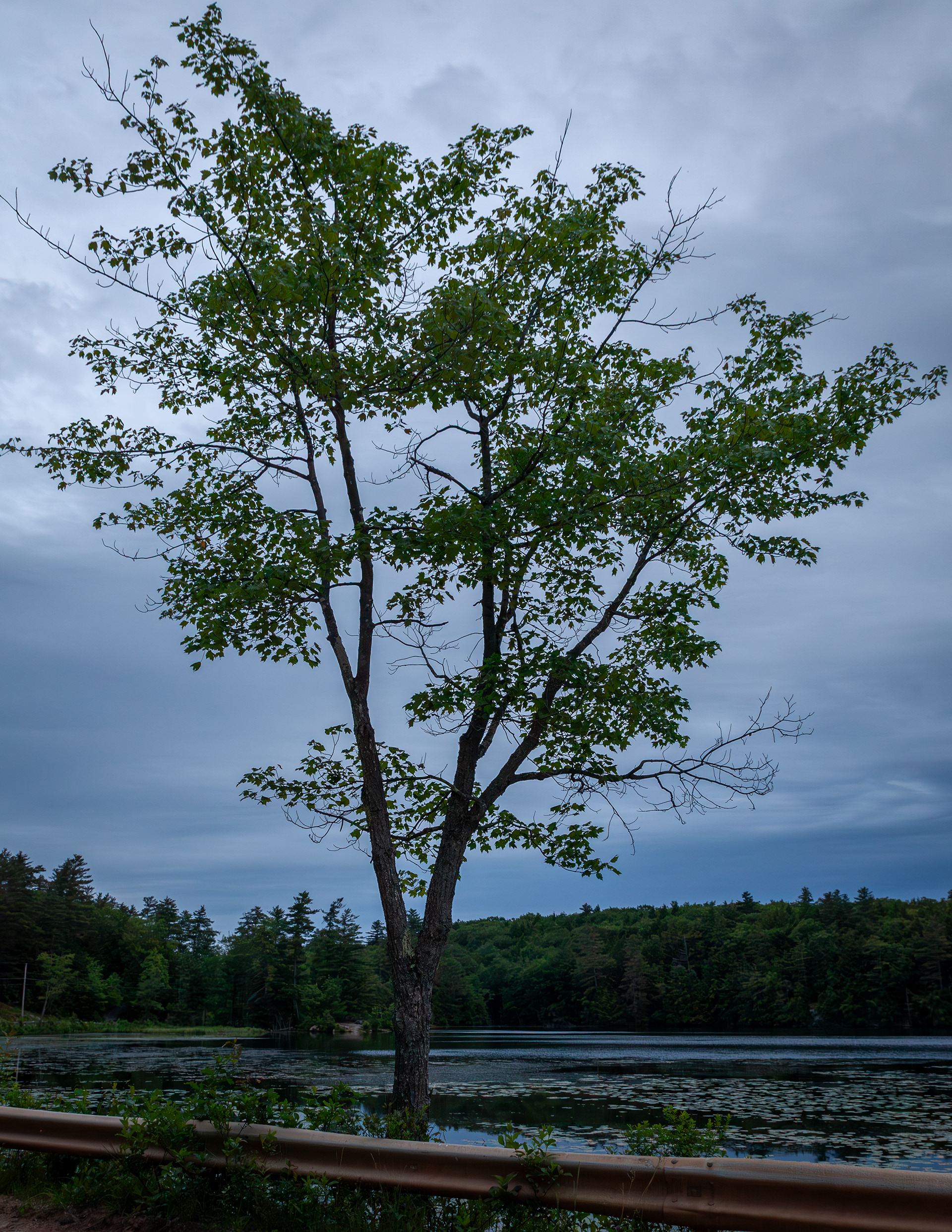 Shellcamp Pond Favorite Tree No3