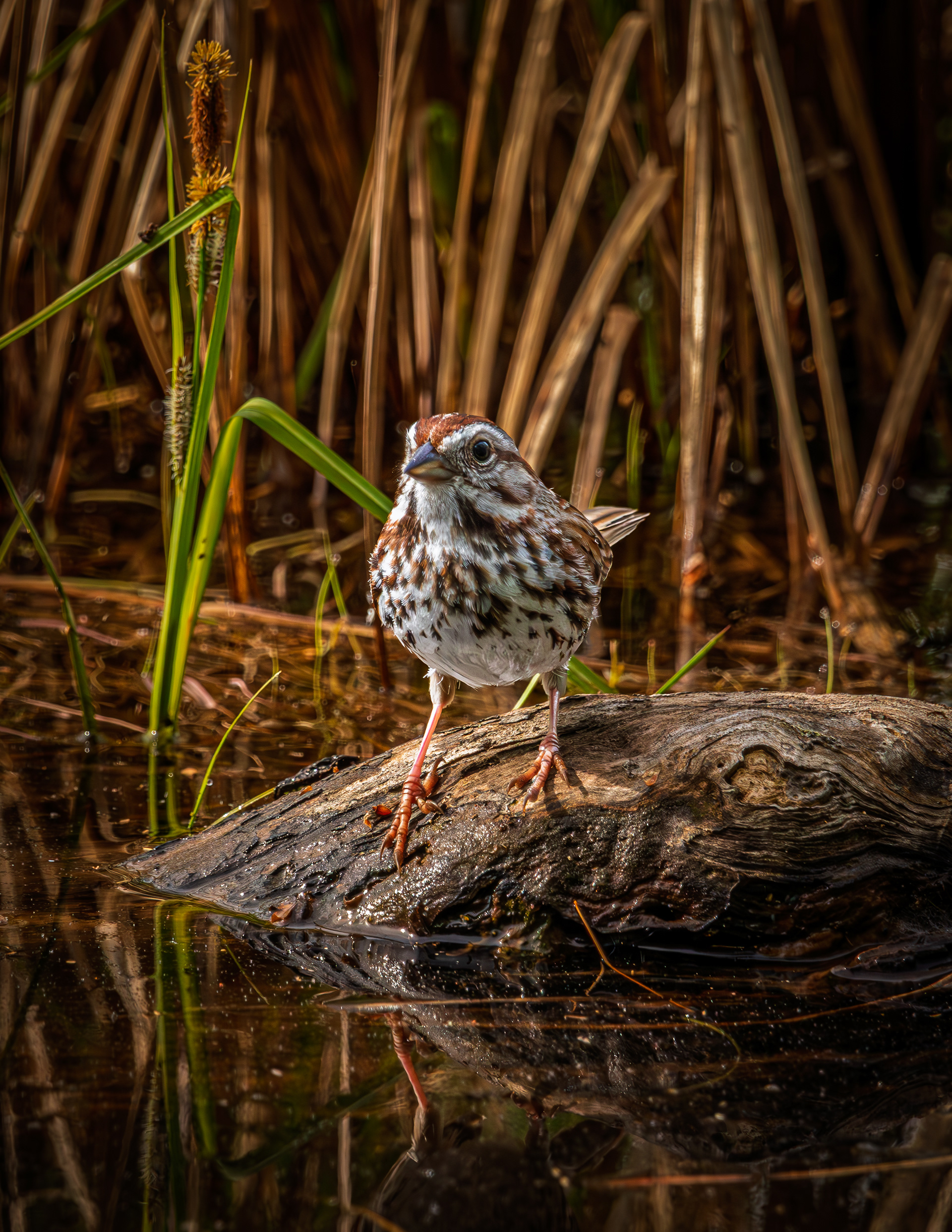 Song Sparrow - May 27, 2026
