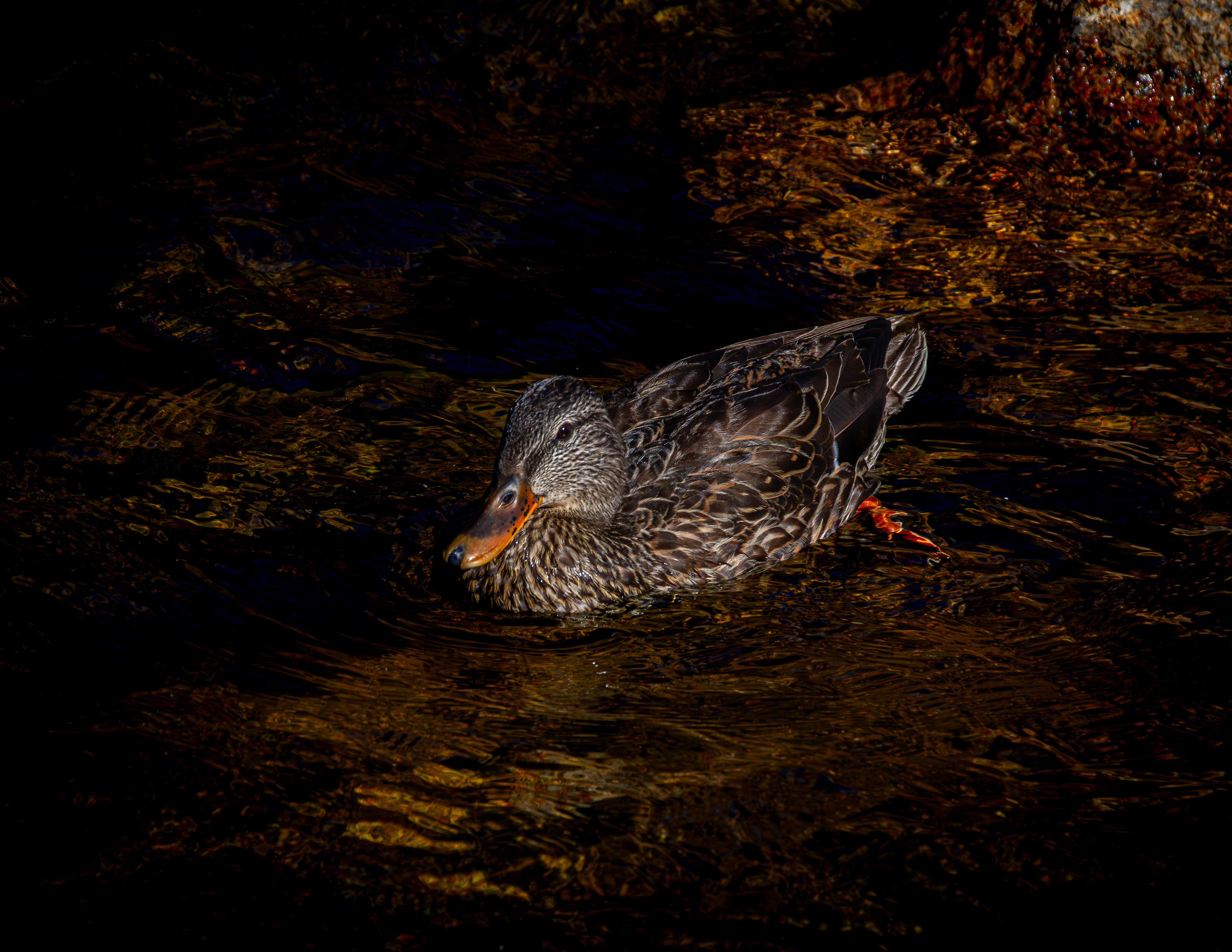 Mallard at Willey House No2