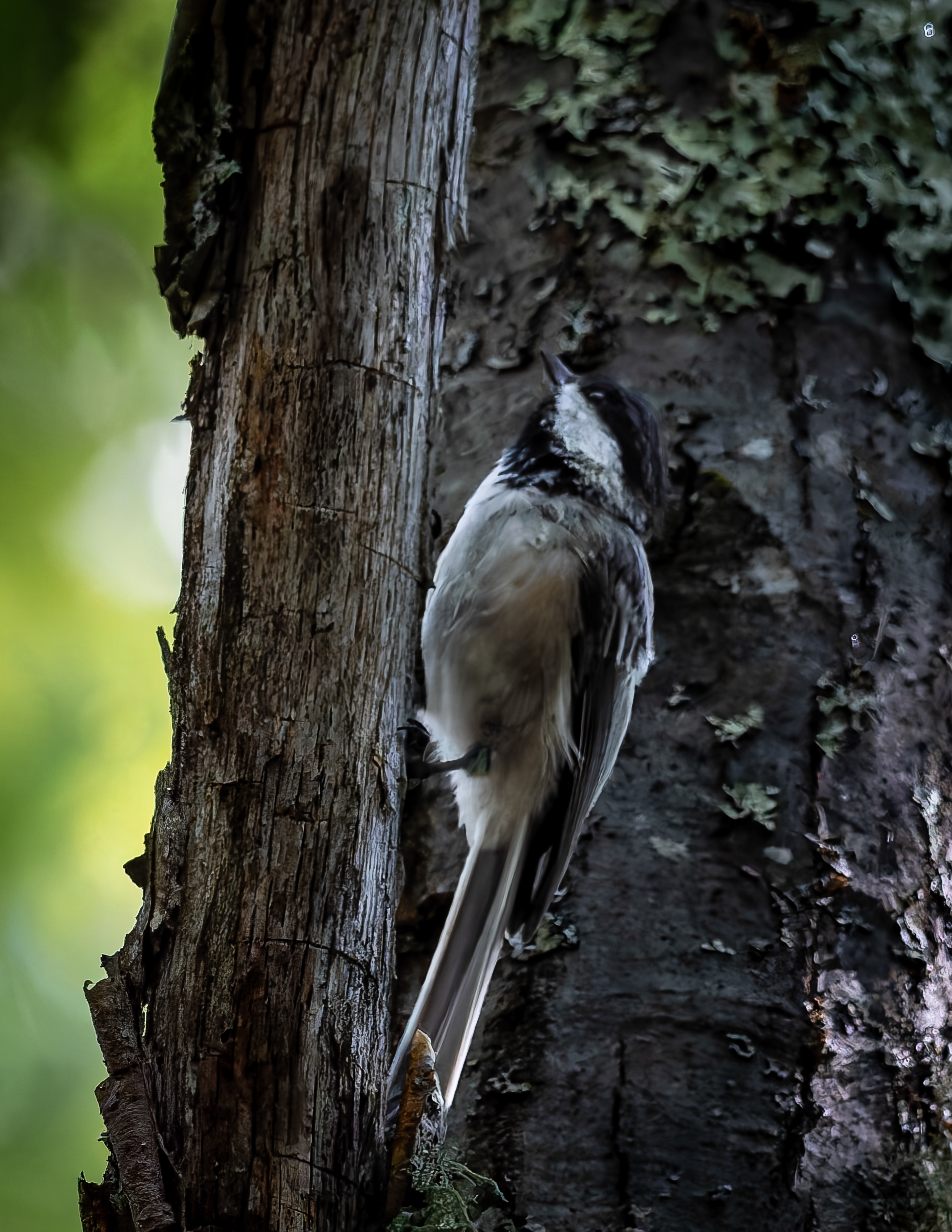 Chickadee No1