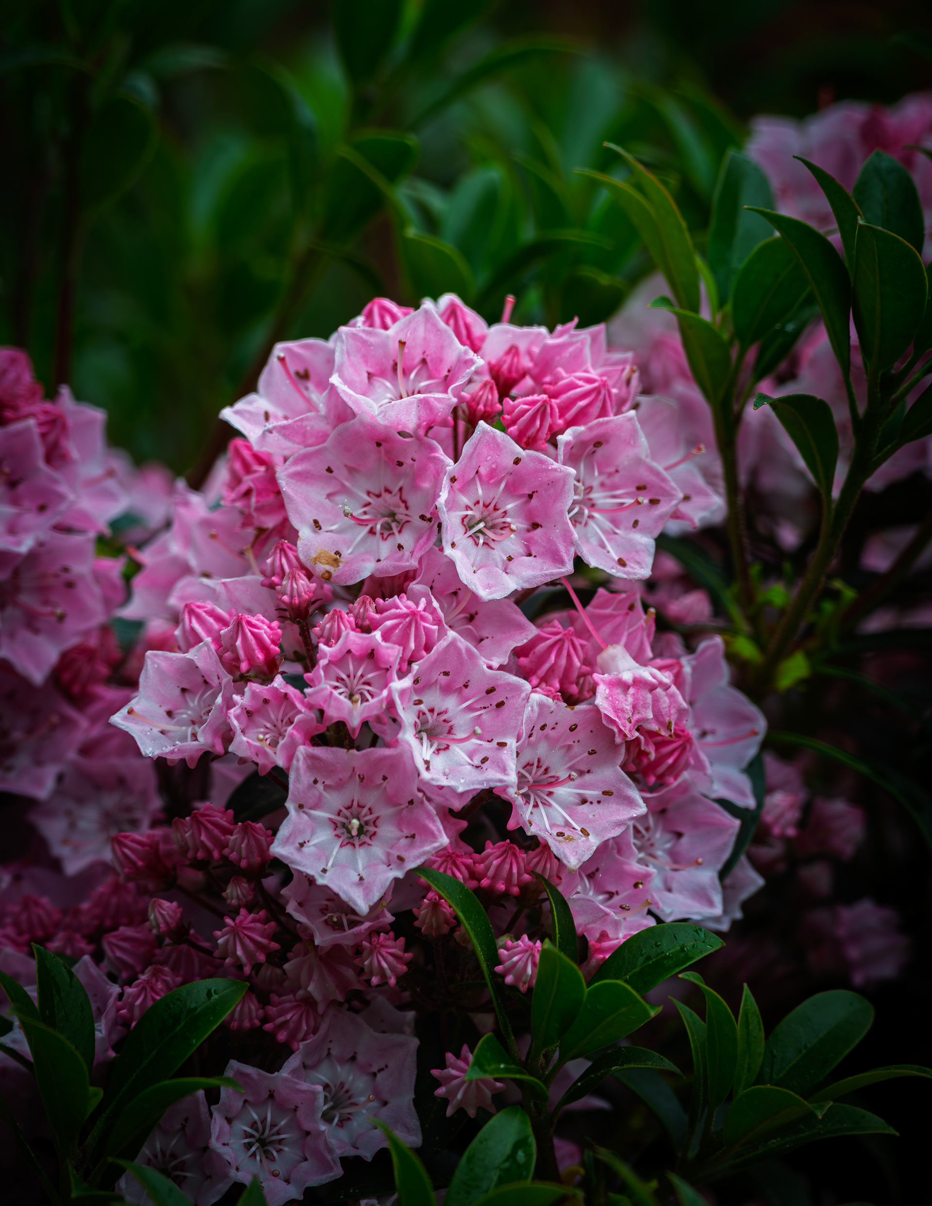 Mountain Laurel No1