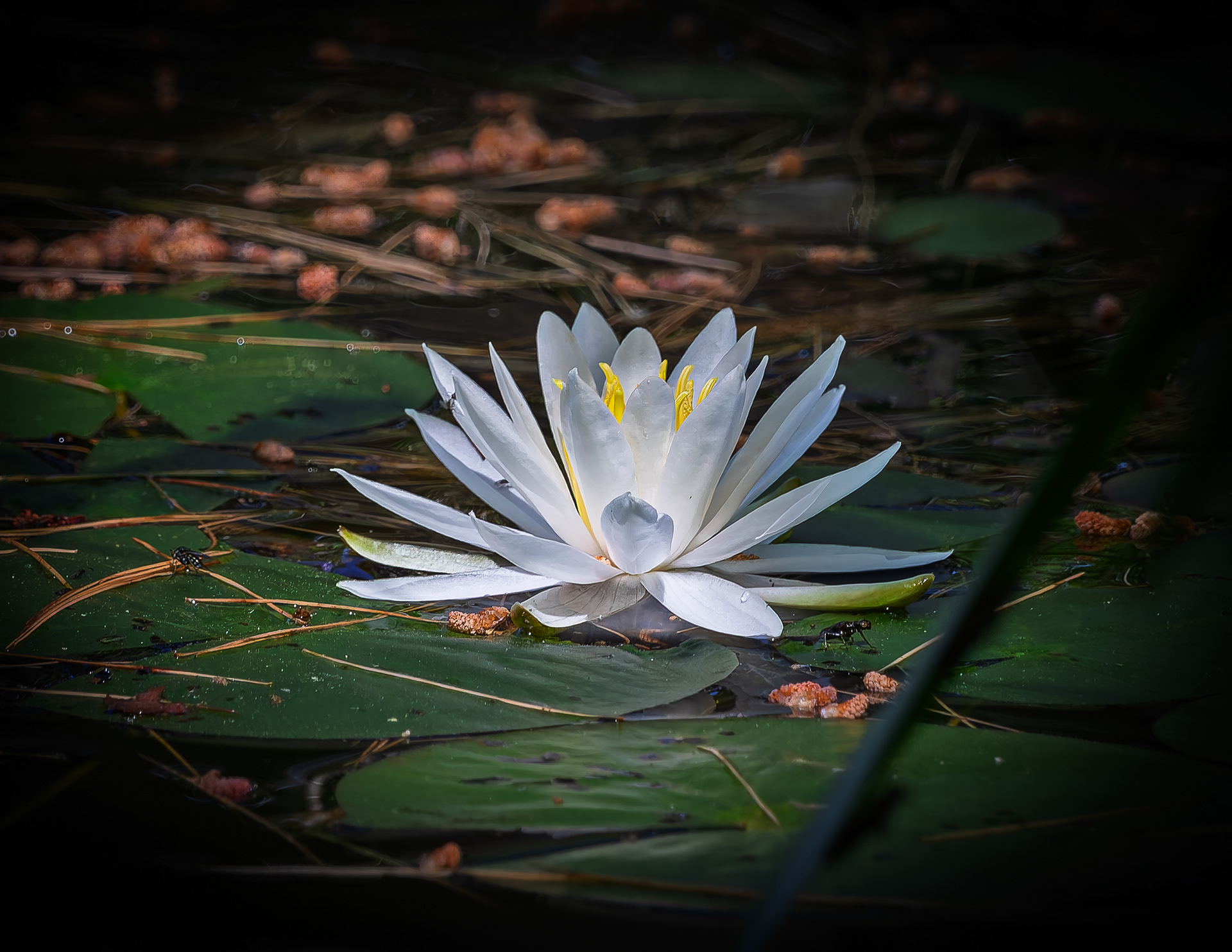 Water Lily No1