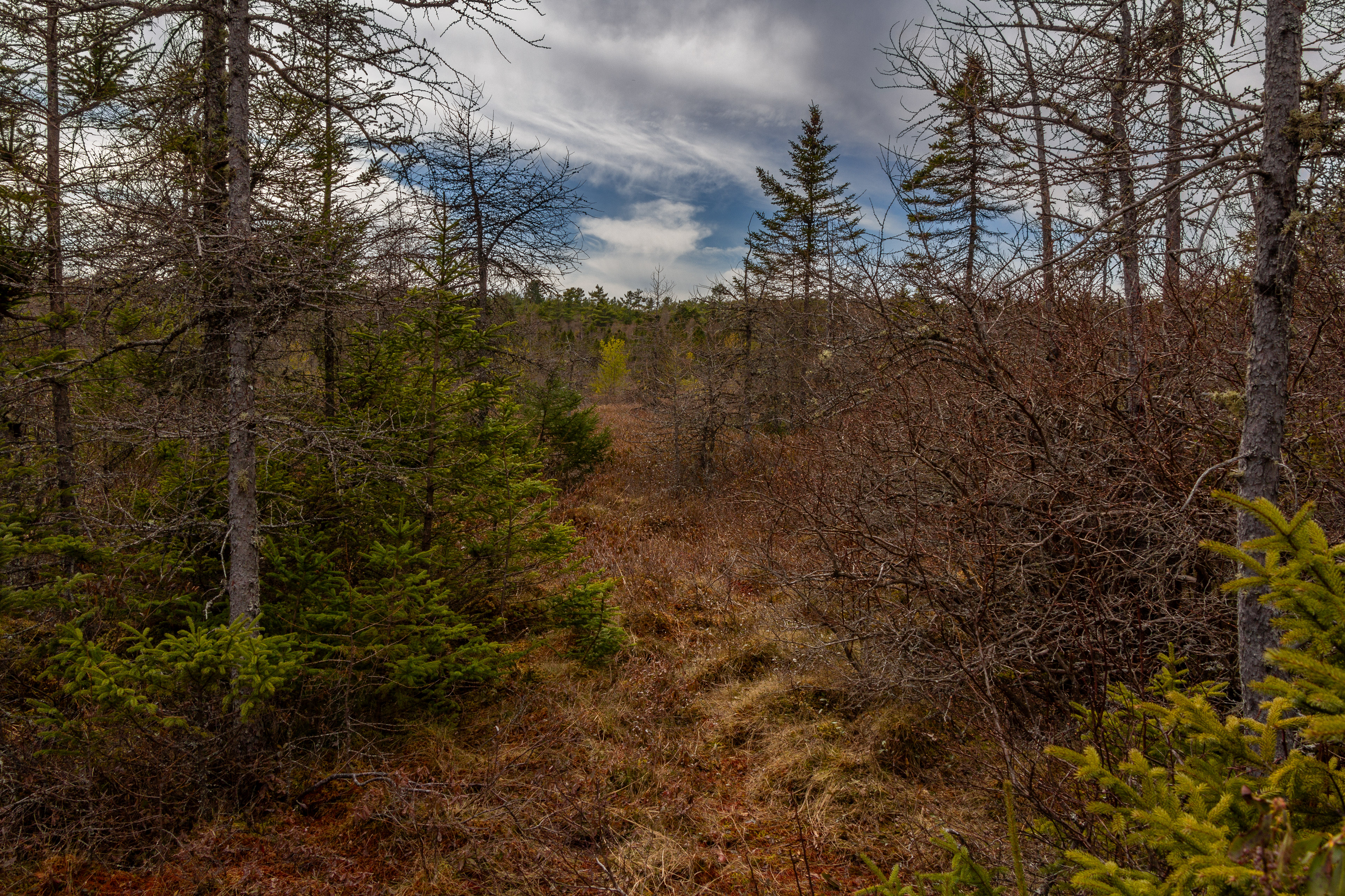 Philbrick-Cricenti Bog No10