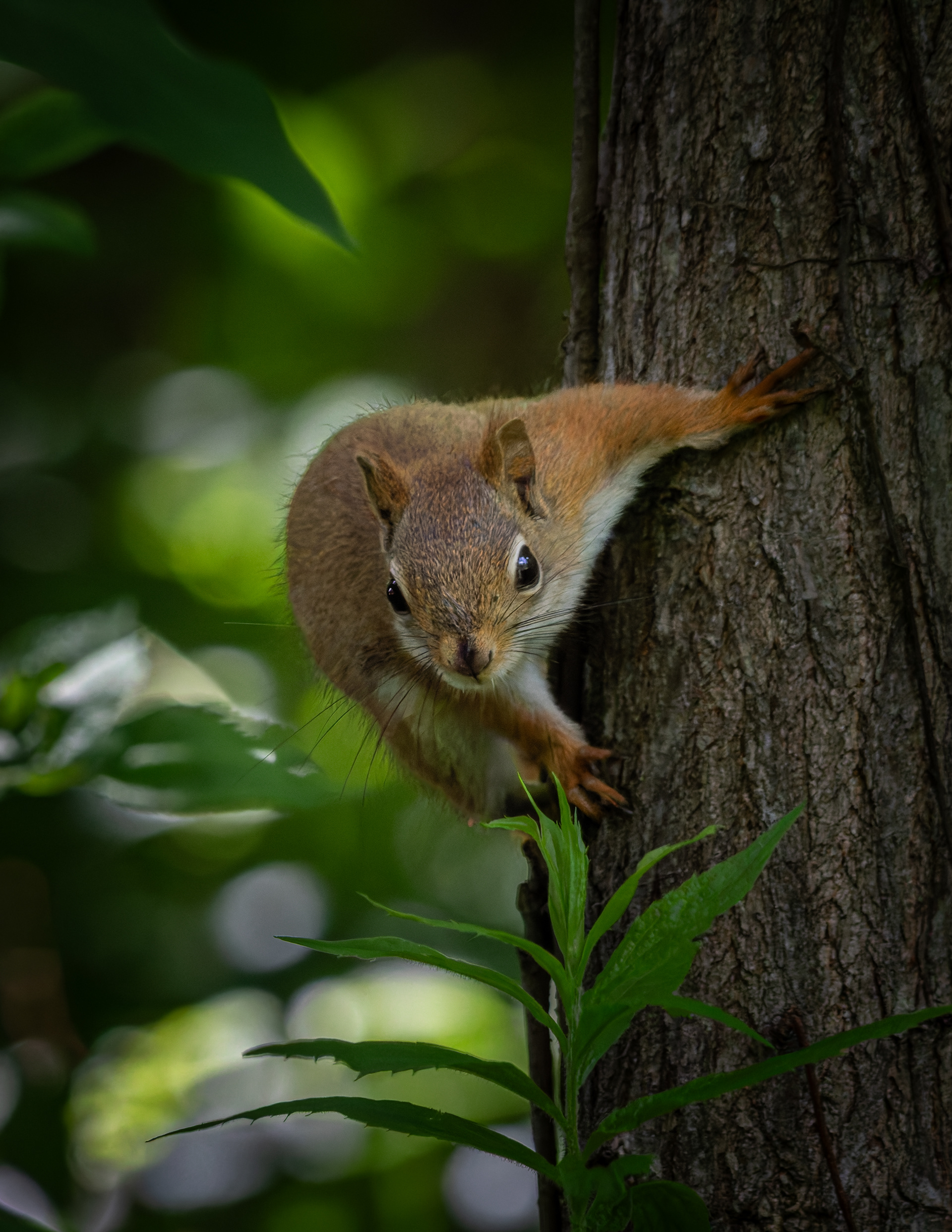 Red Squirrel