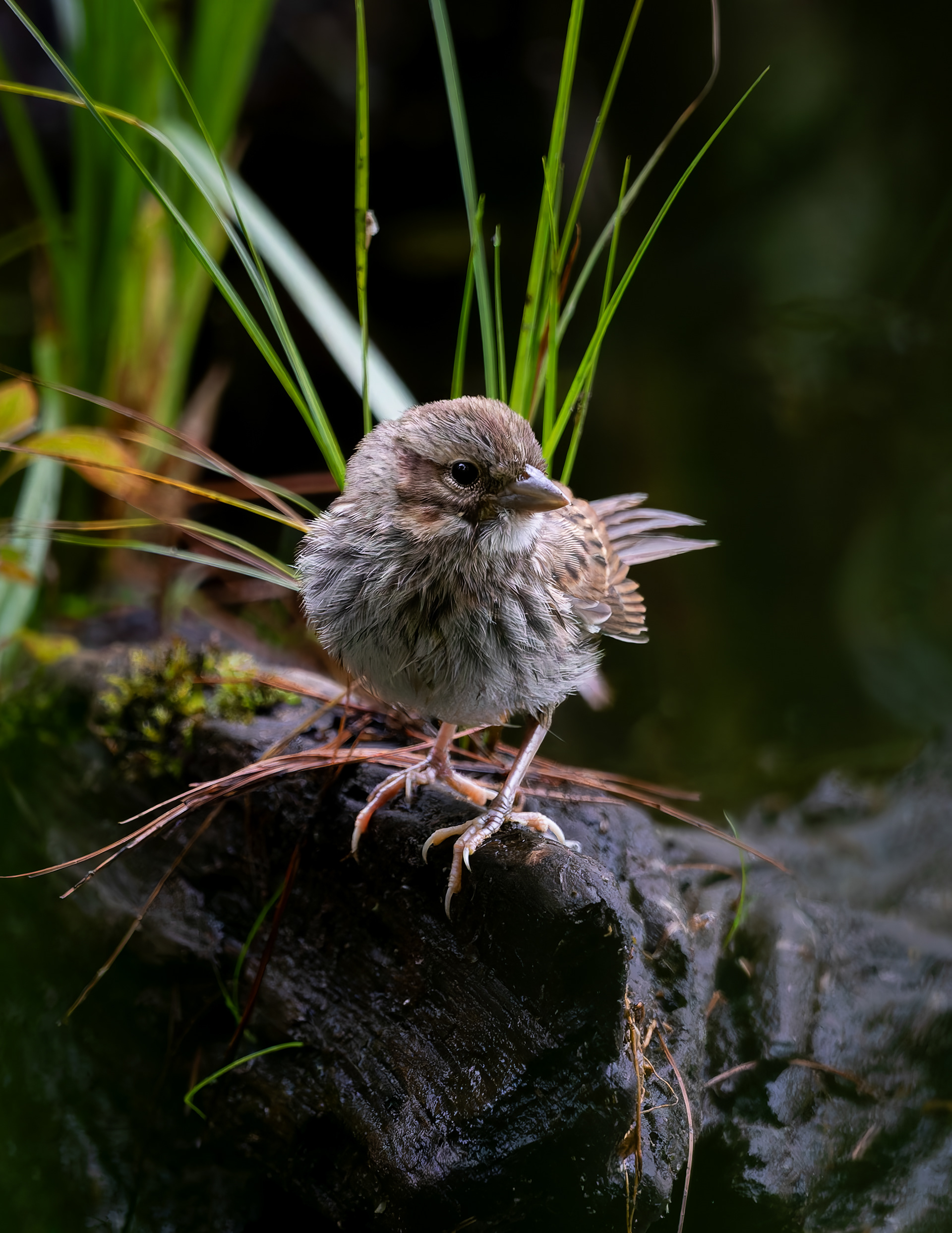 Song Sparrow No1
