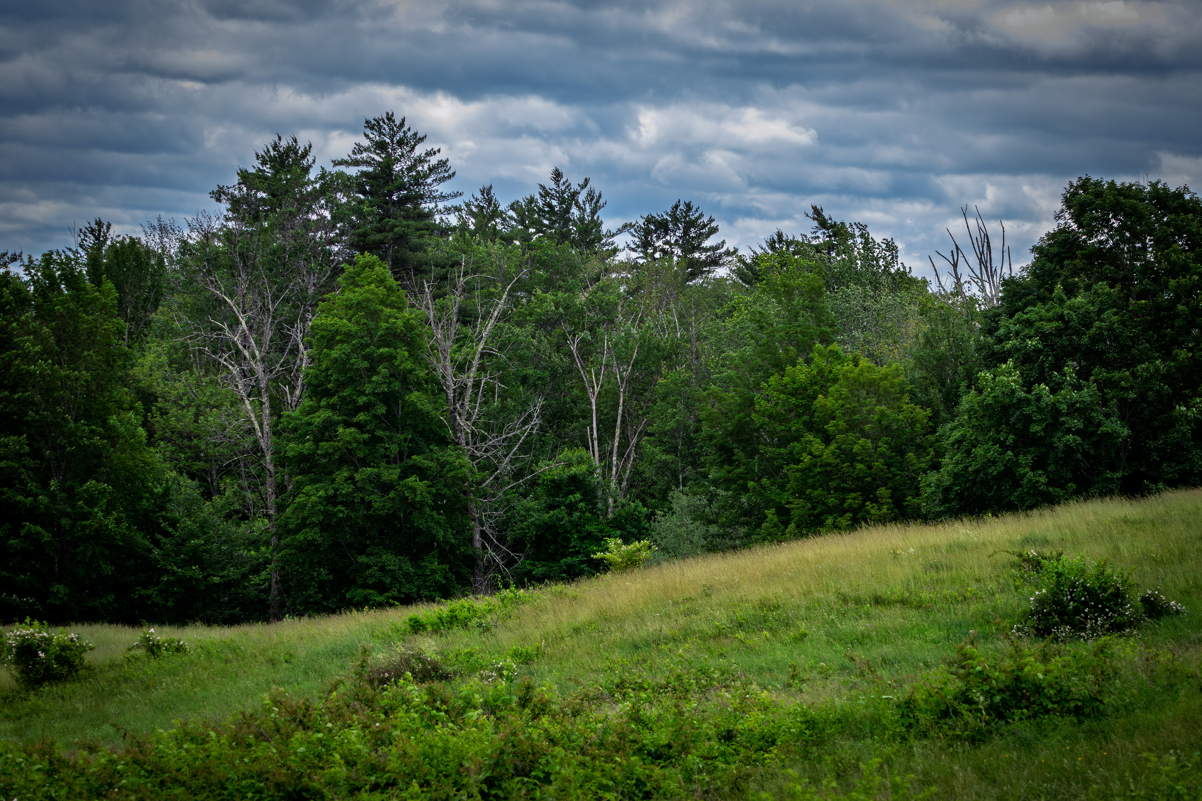 Field at CSV in Color