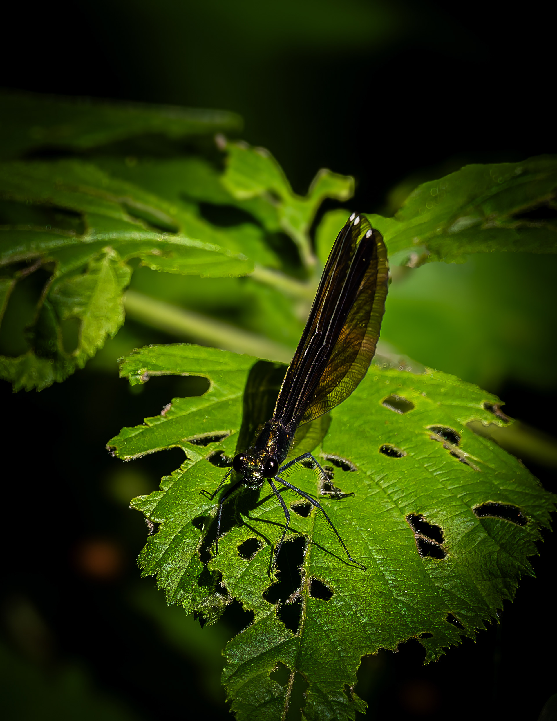 Ebony Jewelwing Damselfly