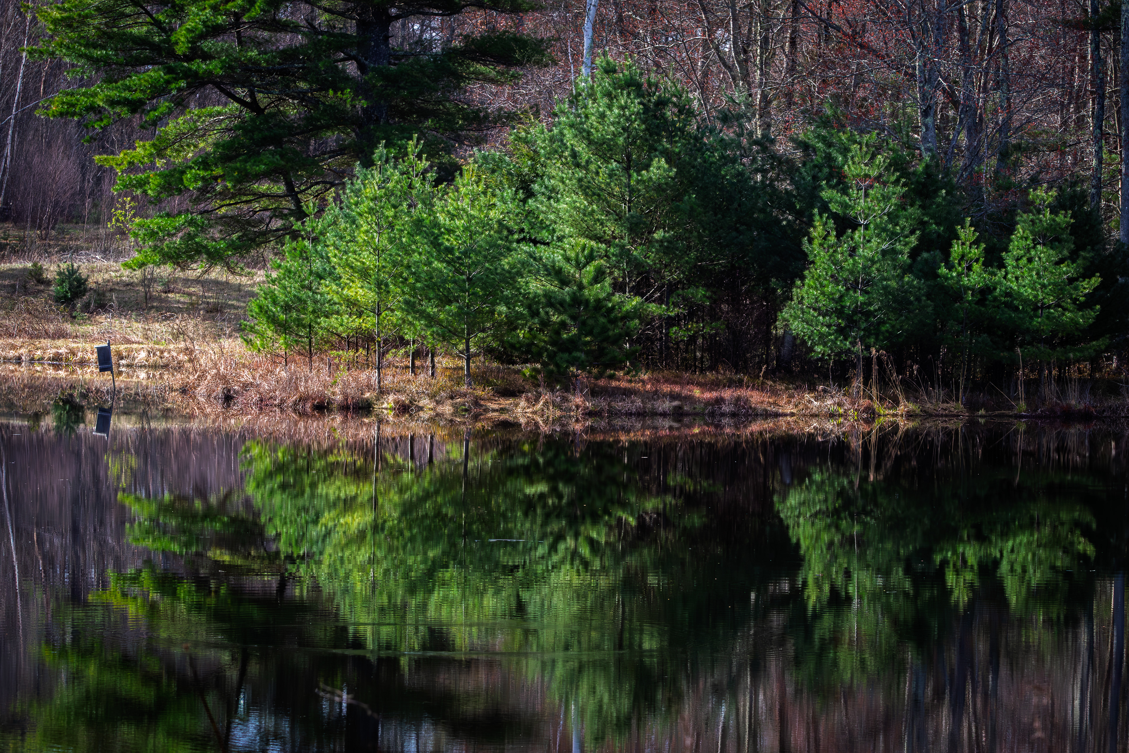 Evergreen Reflection at CSV No1