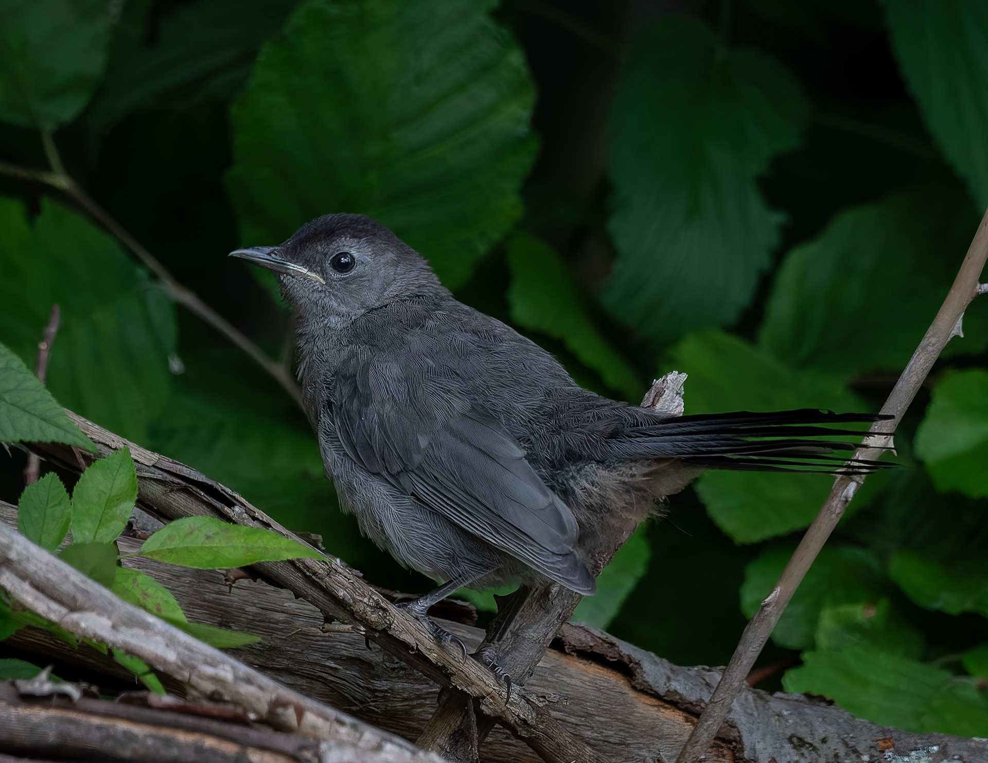 Catbird