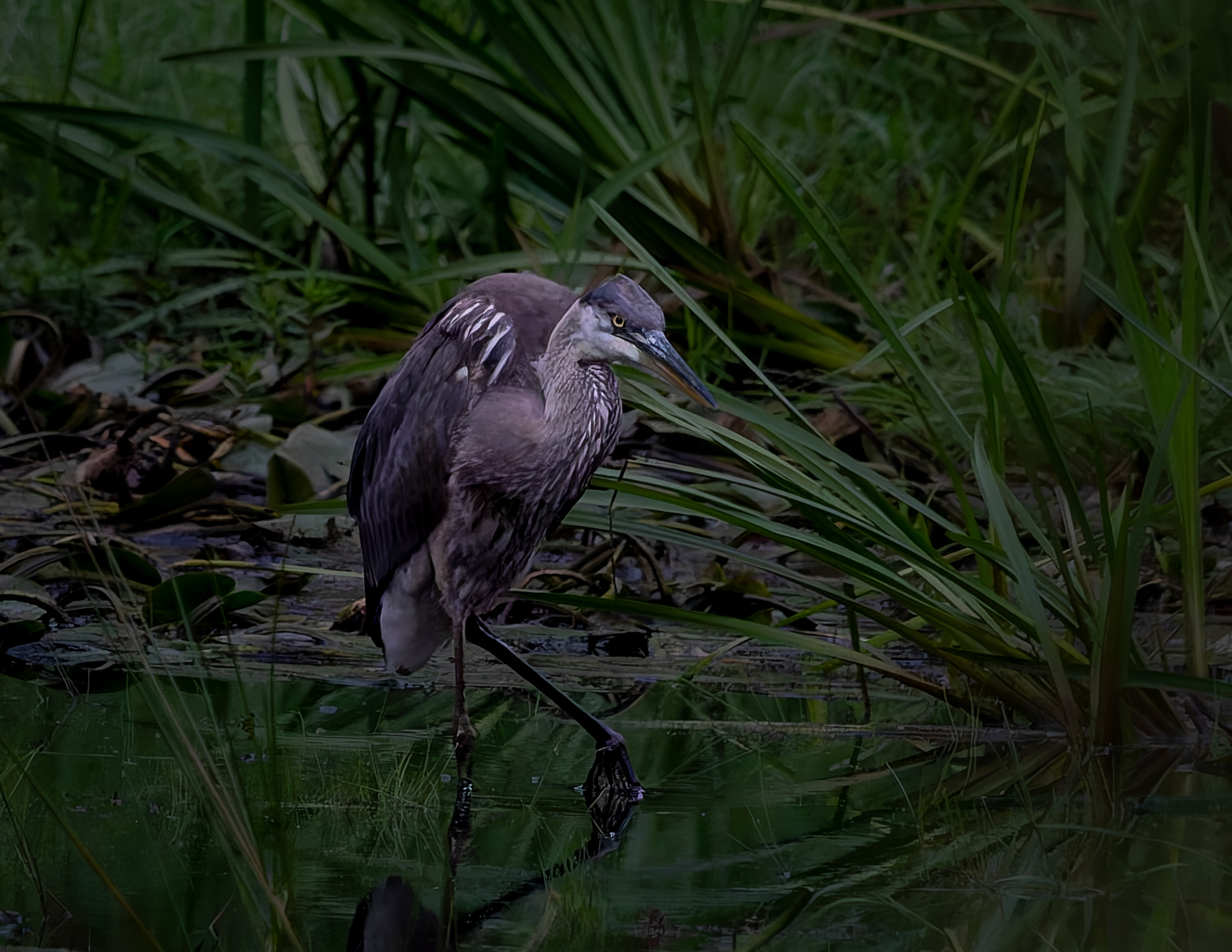 Great Blue Heron No8