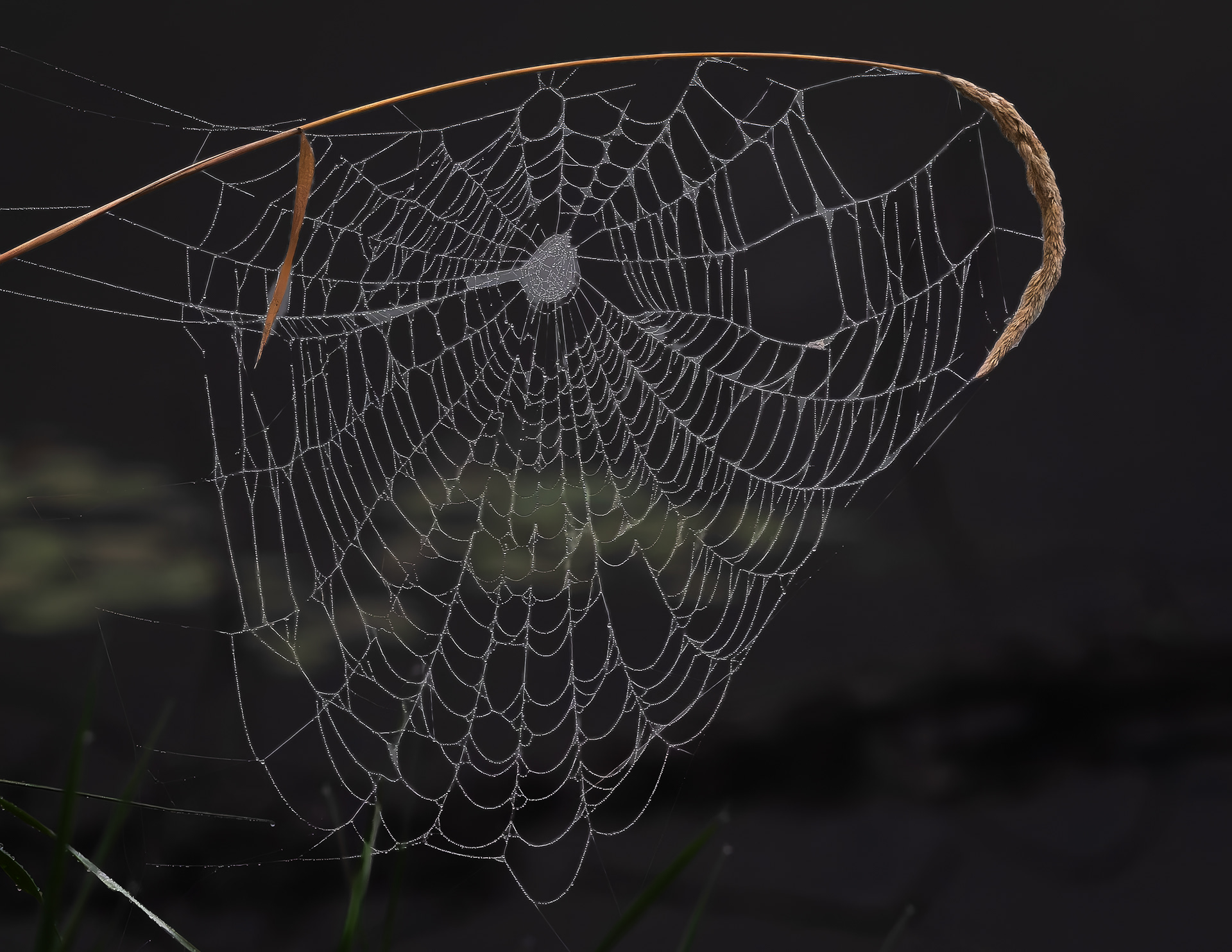 Cobweb