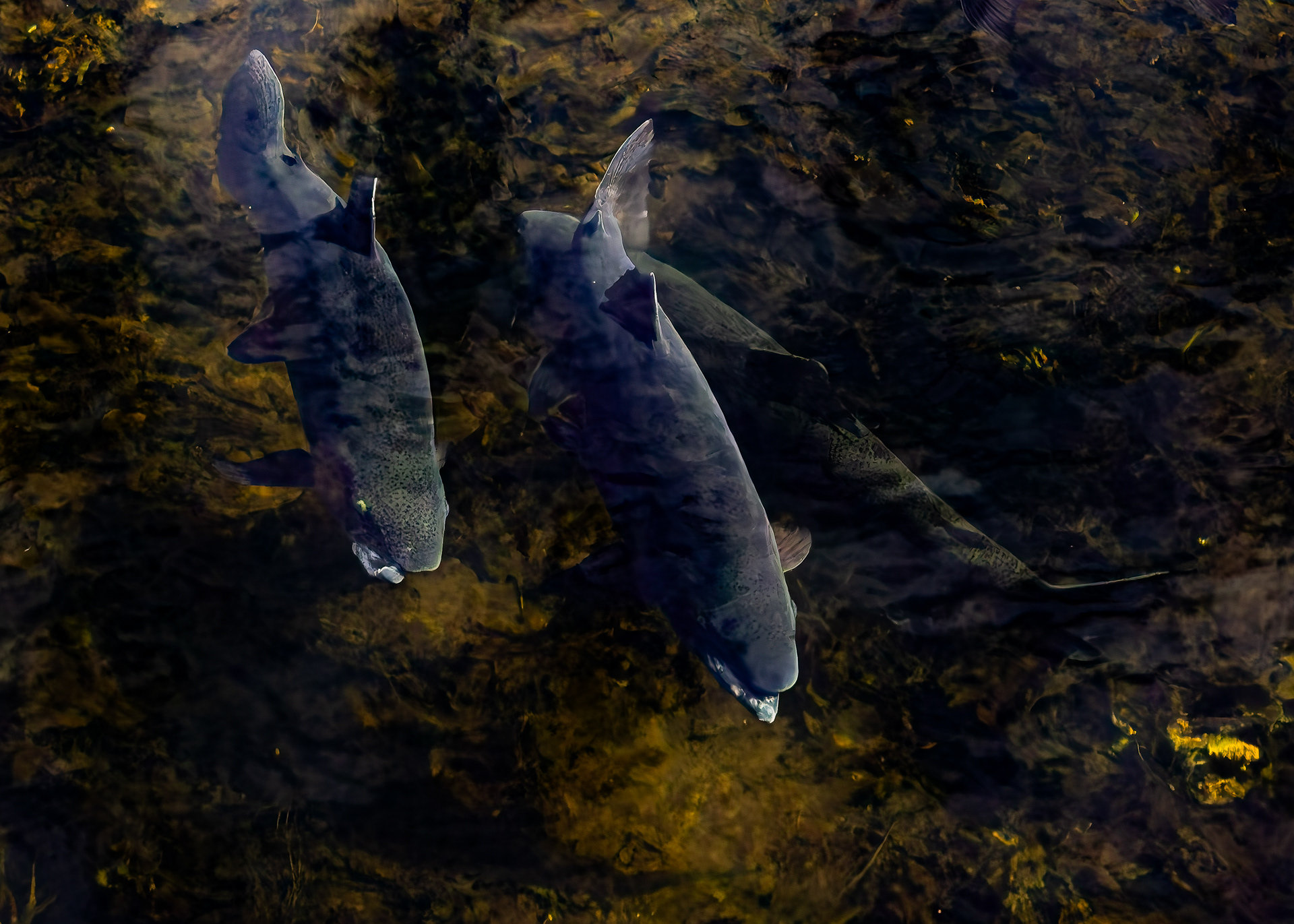 Rainbow Trout
