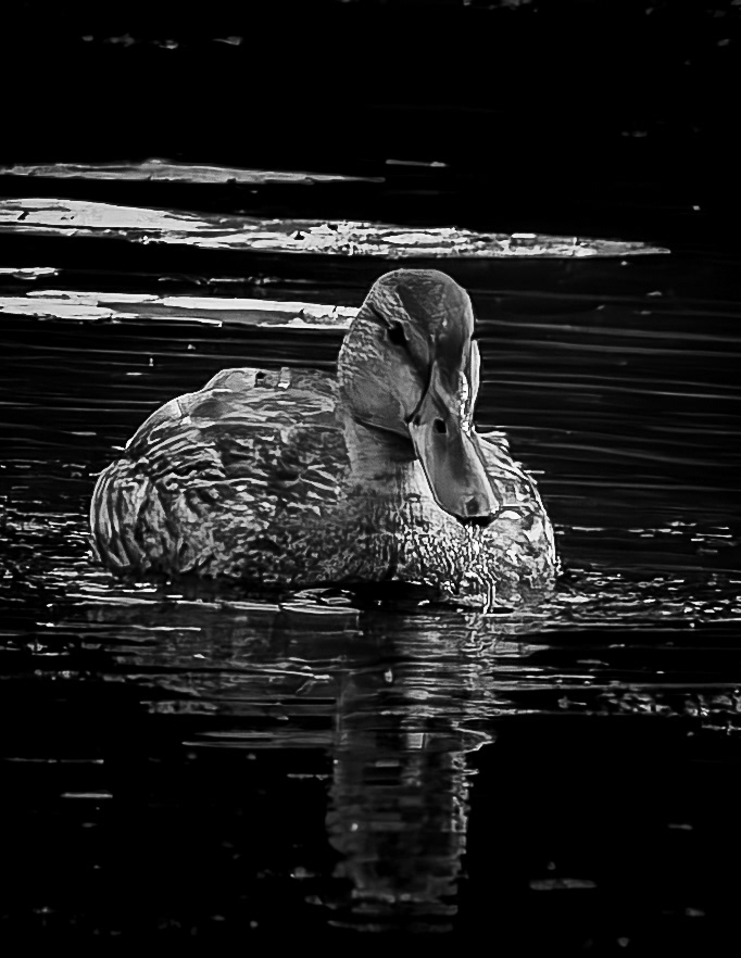 Mallard Hen No3