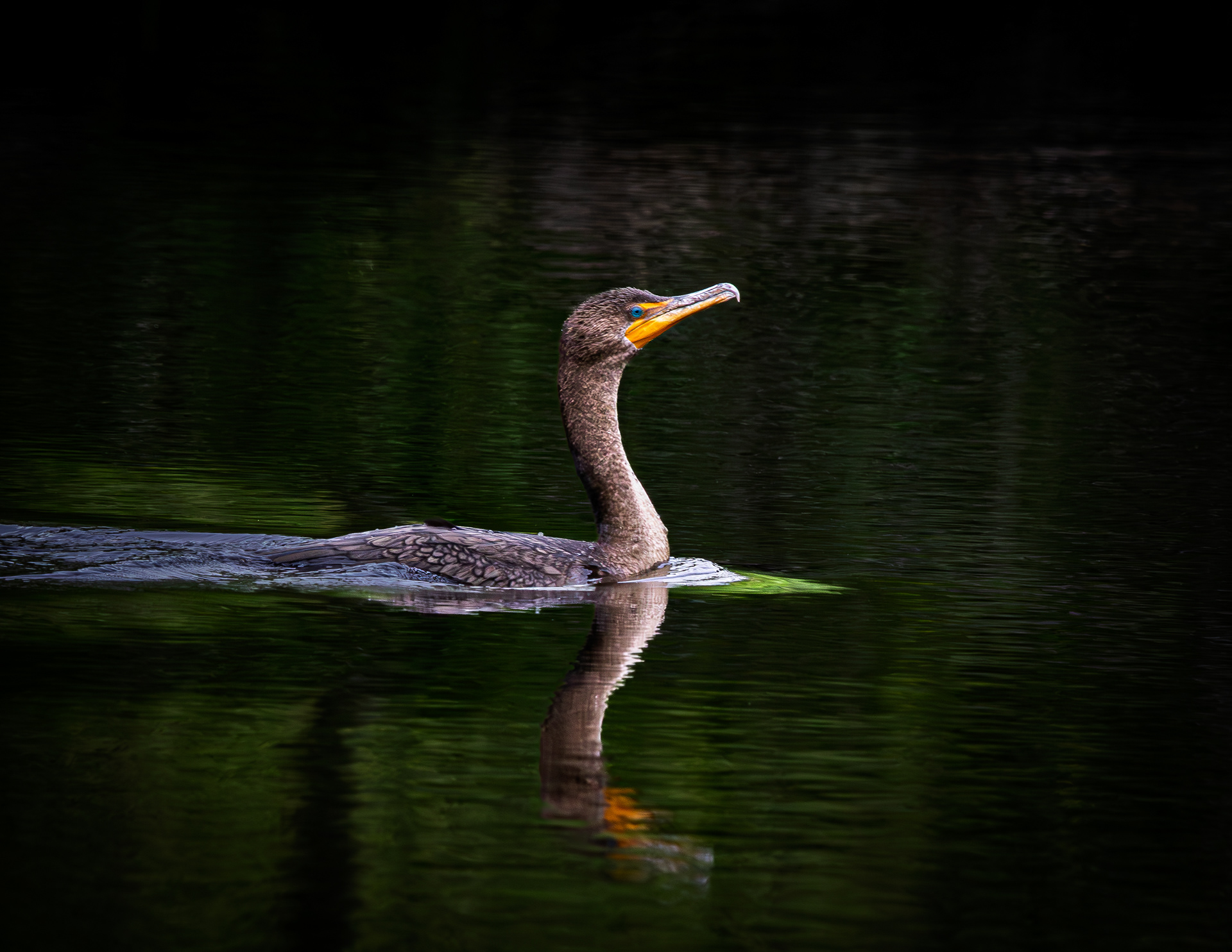 Cormerant in Fresh Water - June 13, 2025