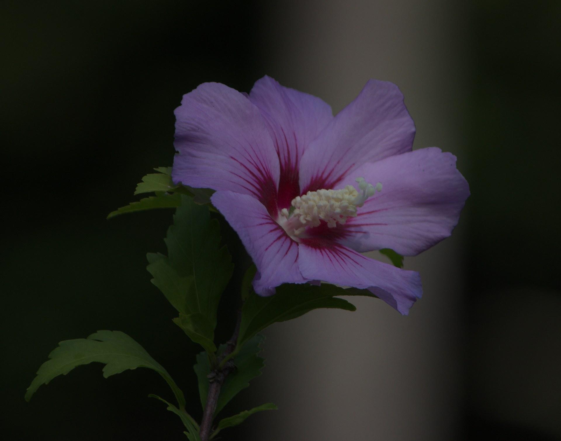 Rose of Sharon