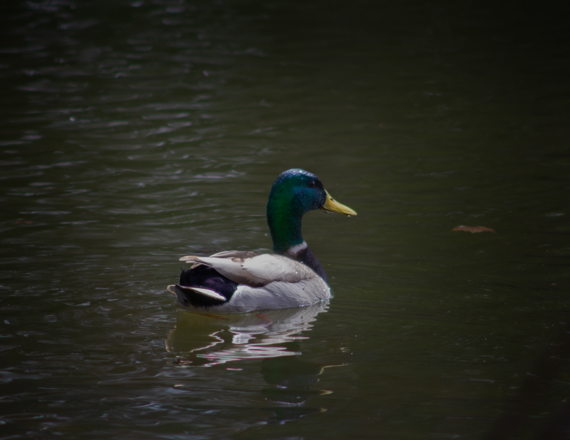 Mallard Drake at Grey Rocks Conservation Area No2