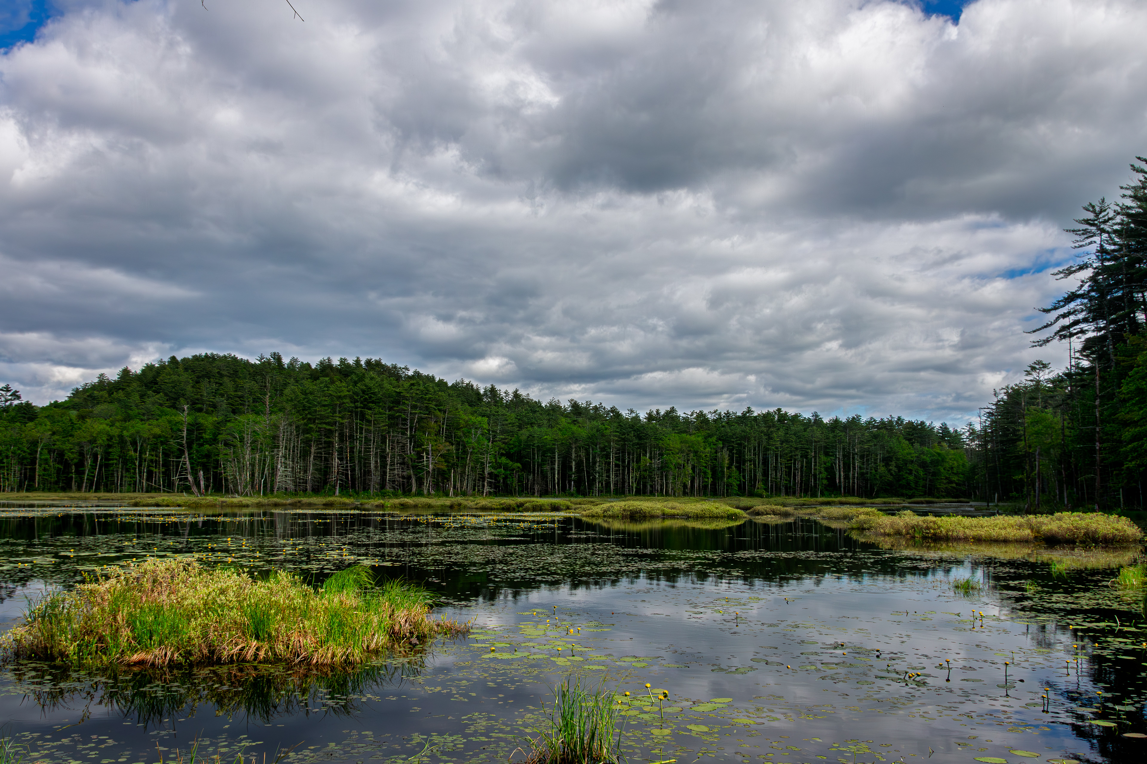 Quincy Bog No6