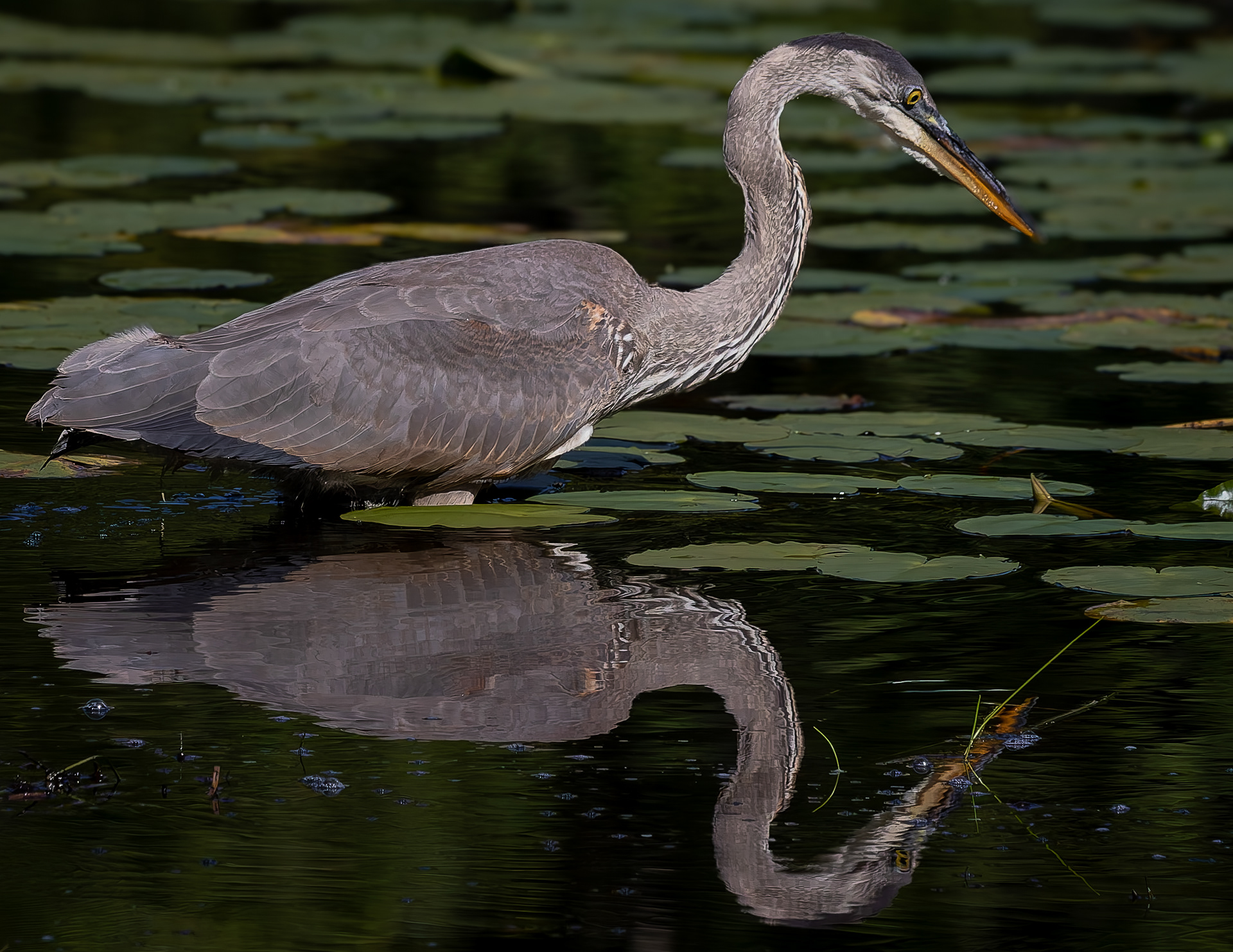 Great Blue Heron No9