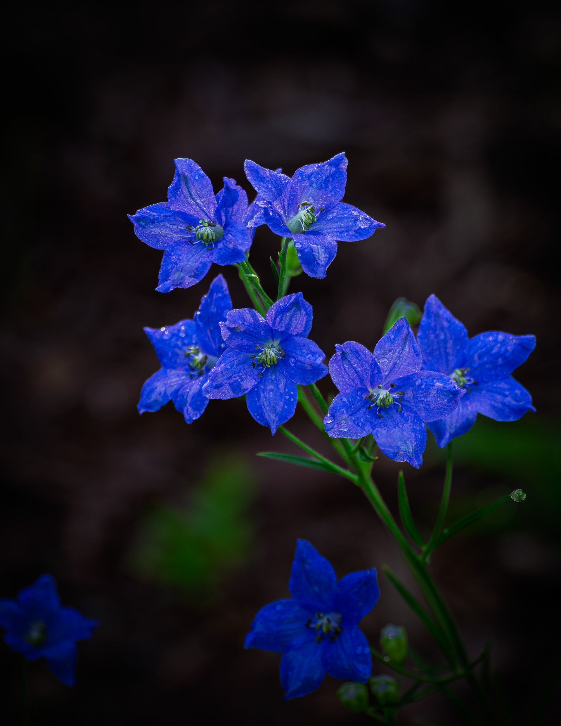 Delphinium