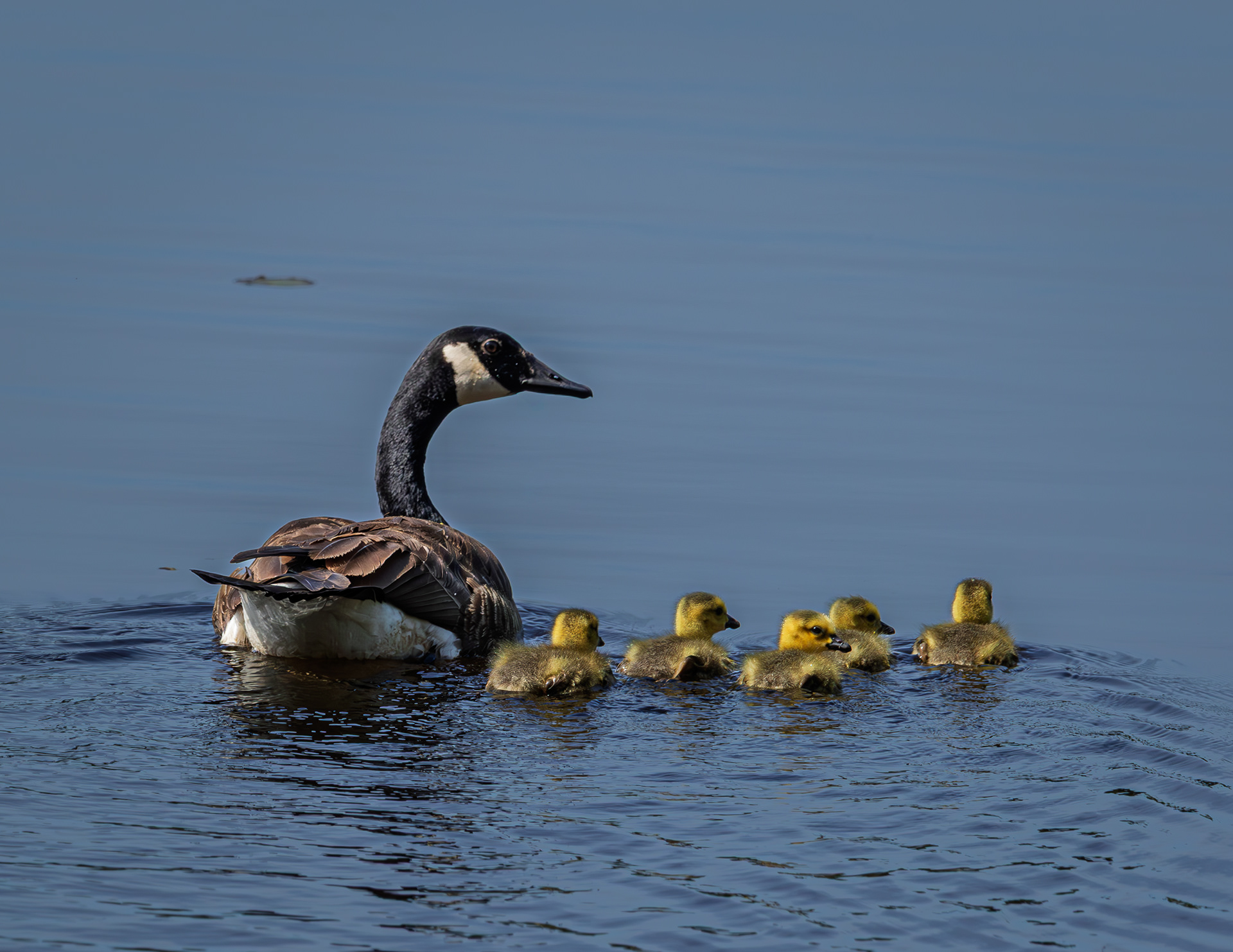 Mother Goose and Goslings