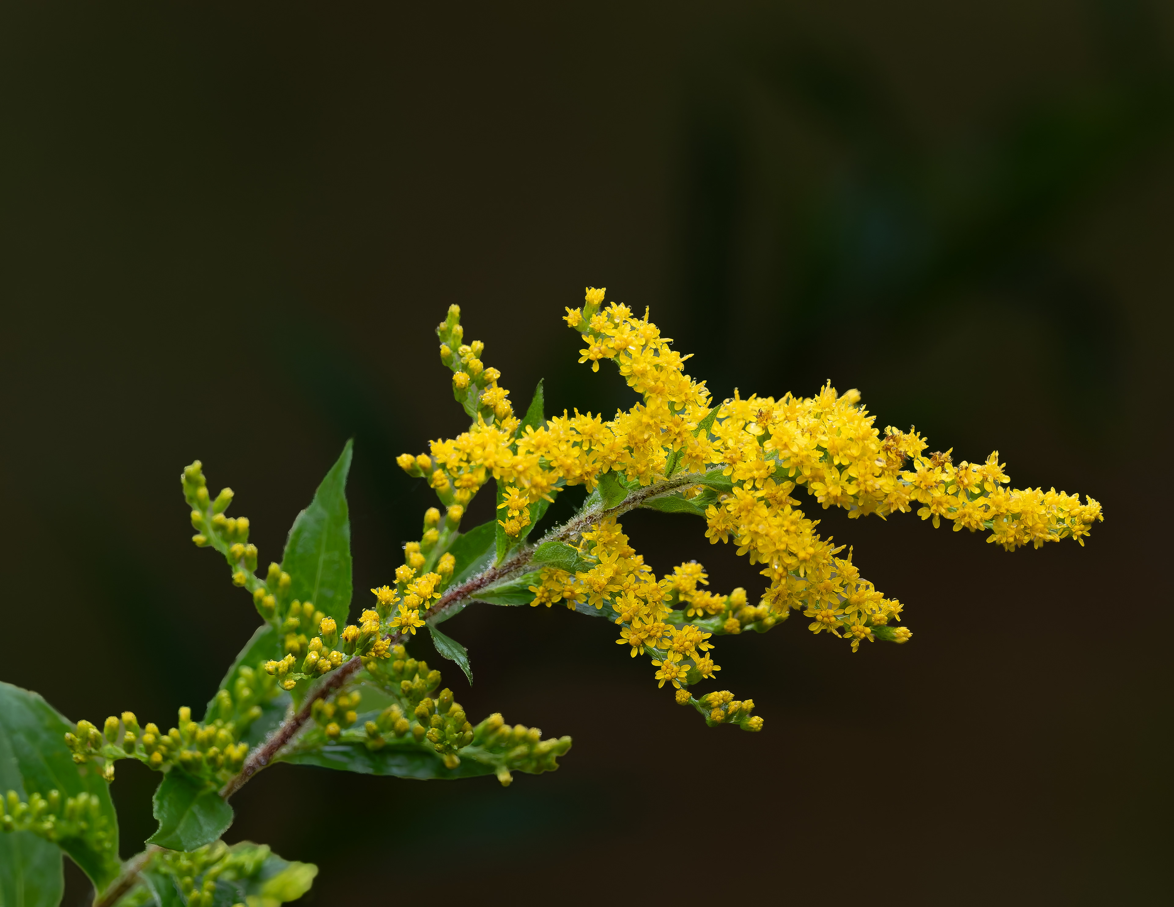 Goldenrod