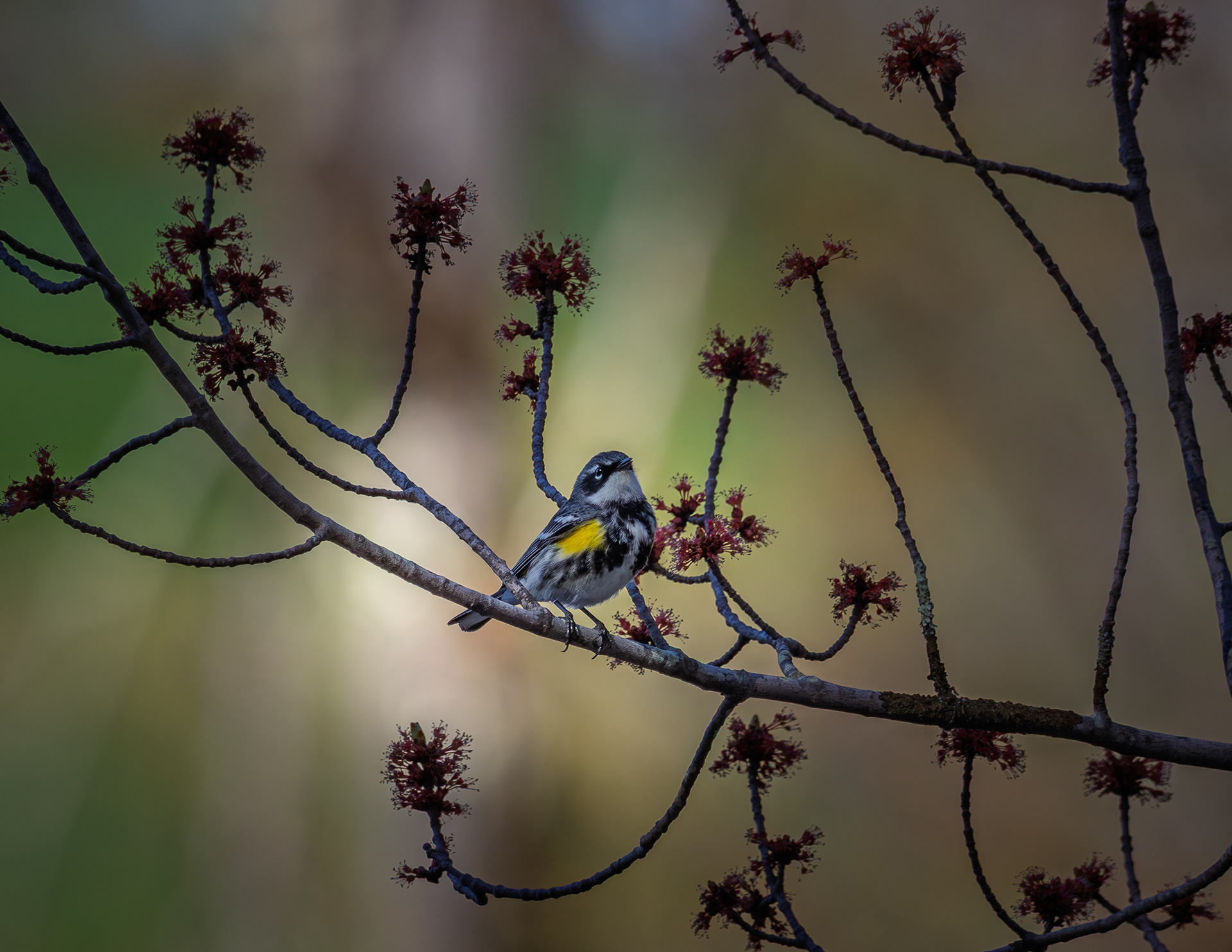 Yellow-rumped Warbler at CSV