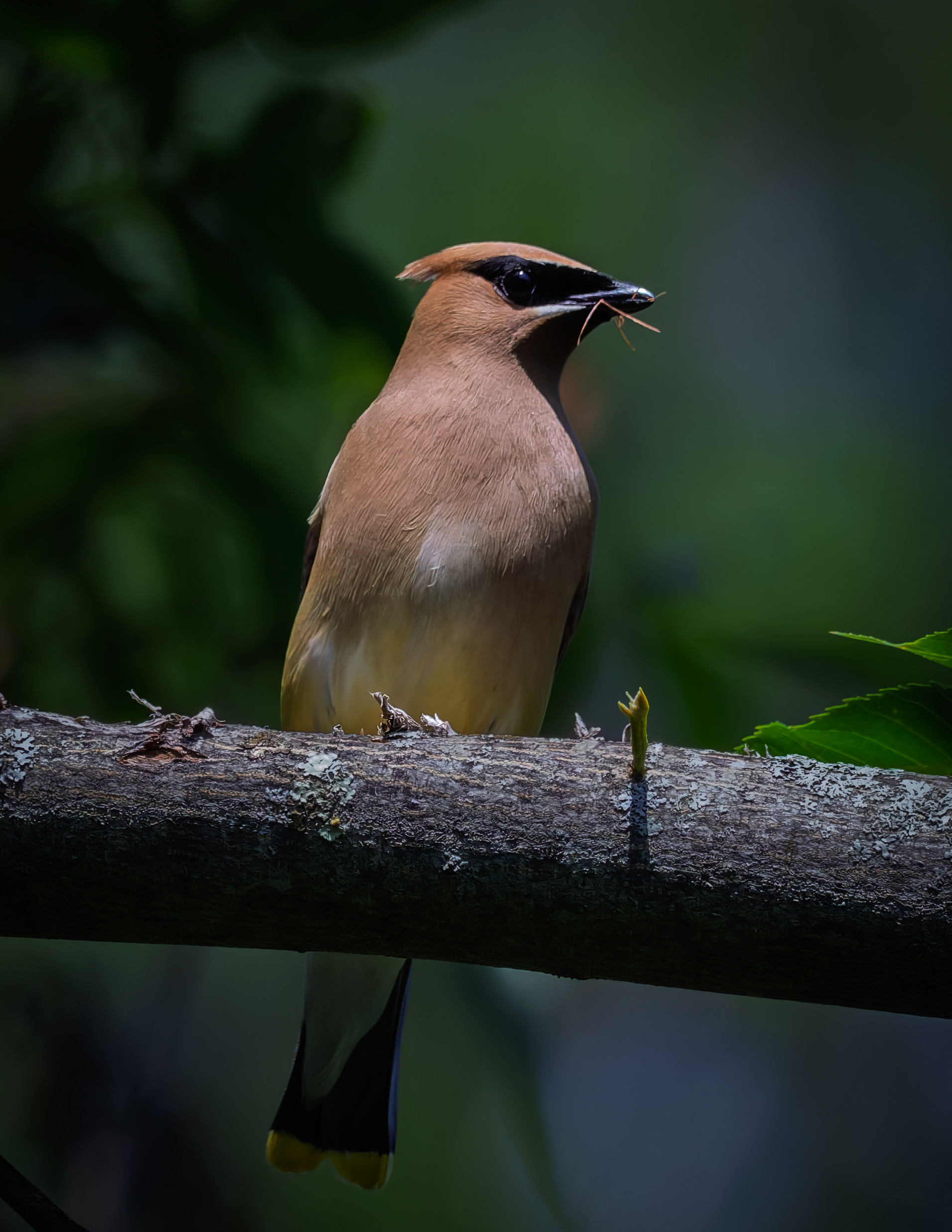 Cedar Waxwing