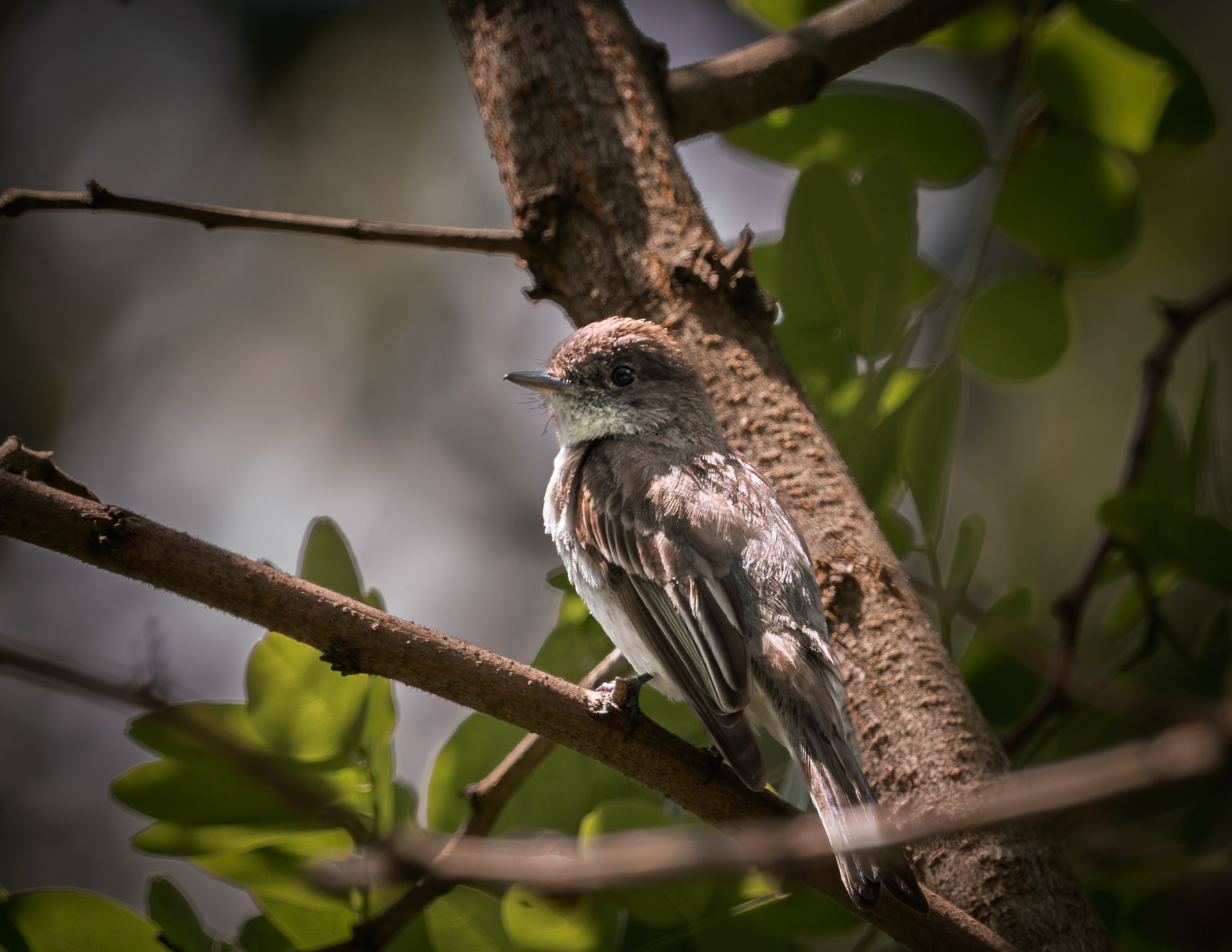 Eastern Pheobe