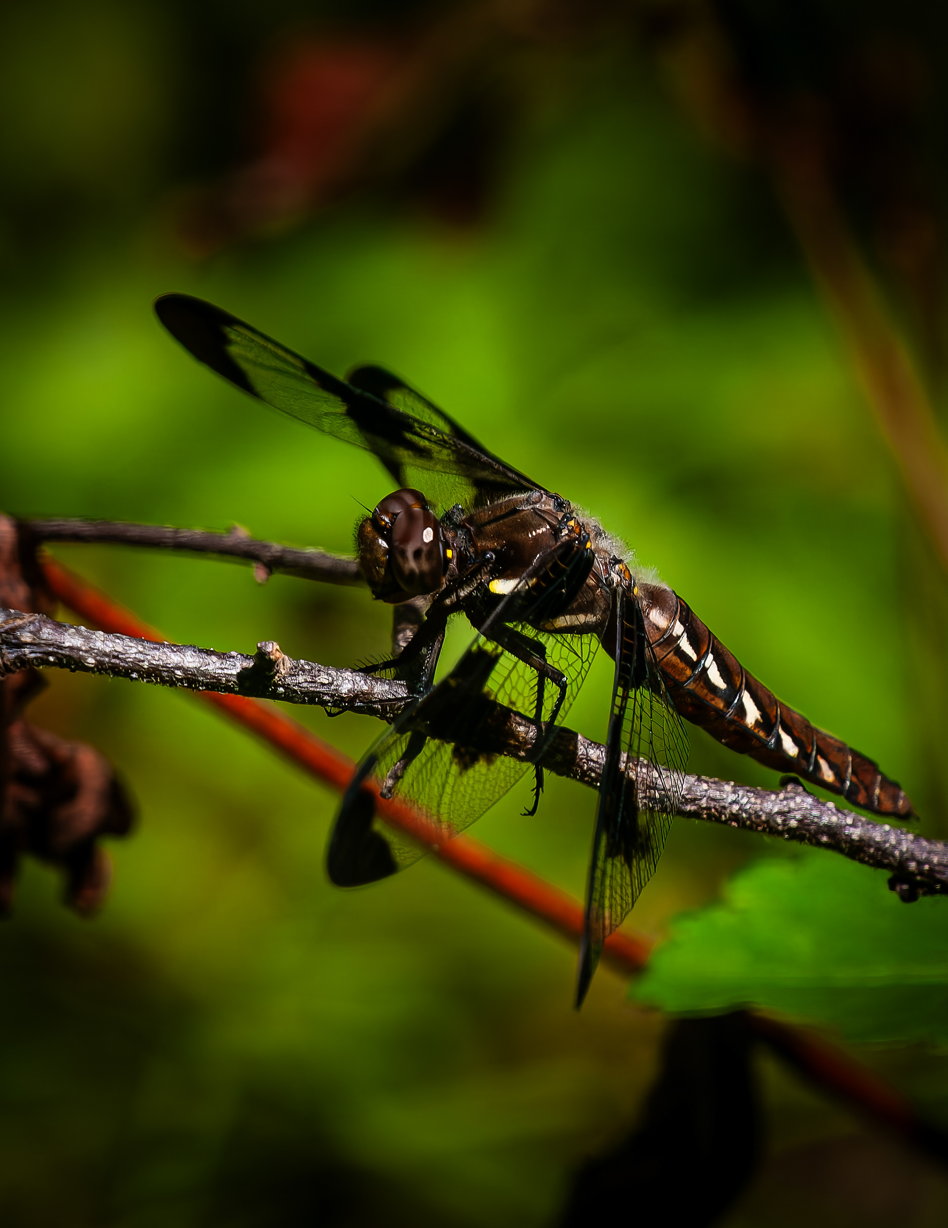 Dragonfly