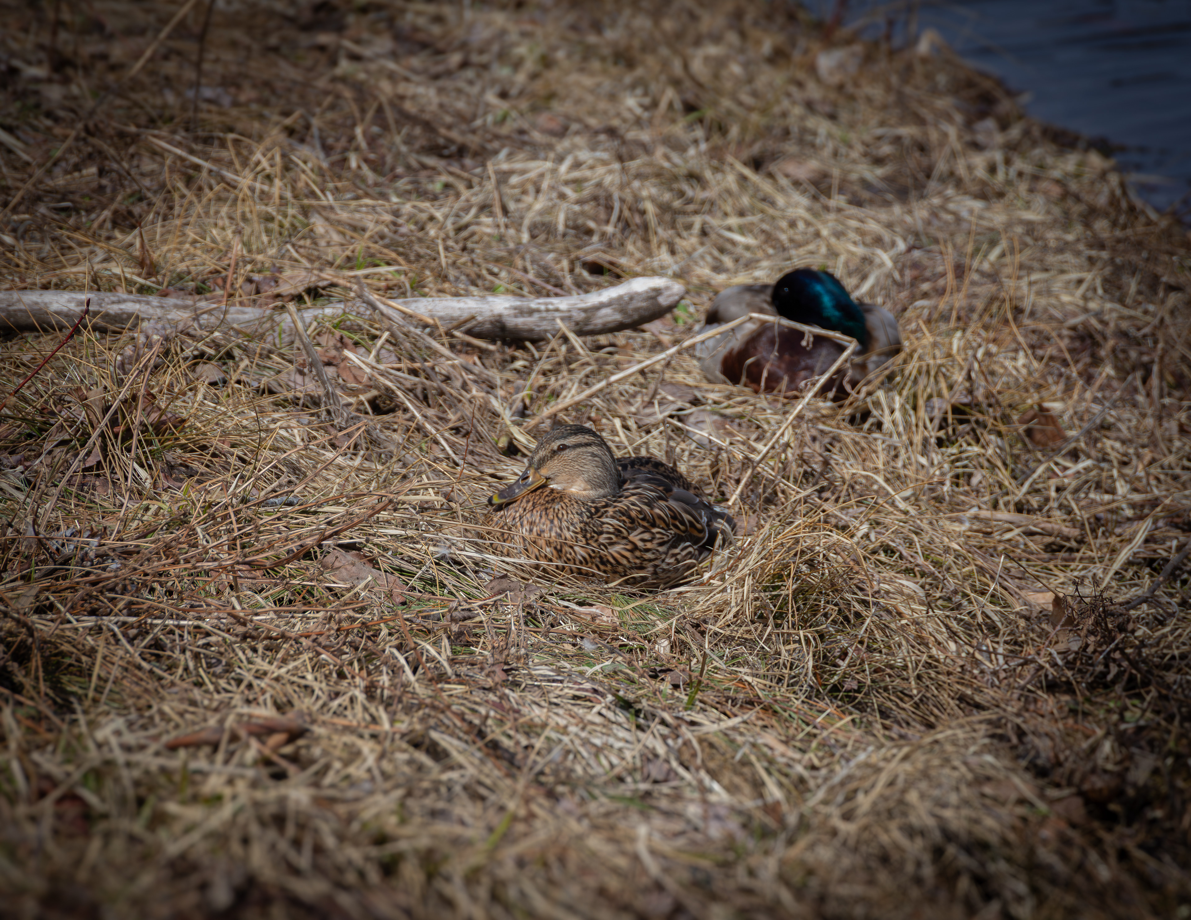 Resting Mallard Pair