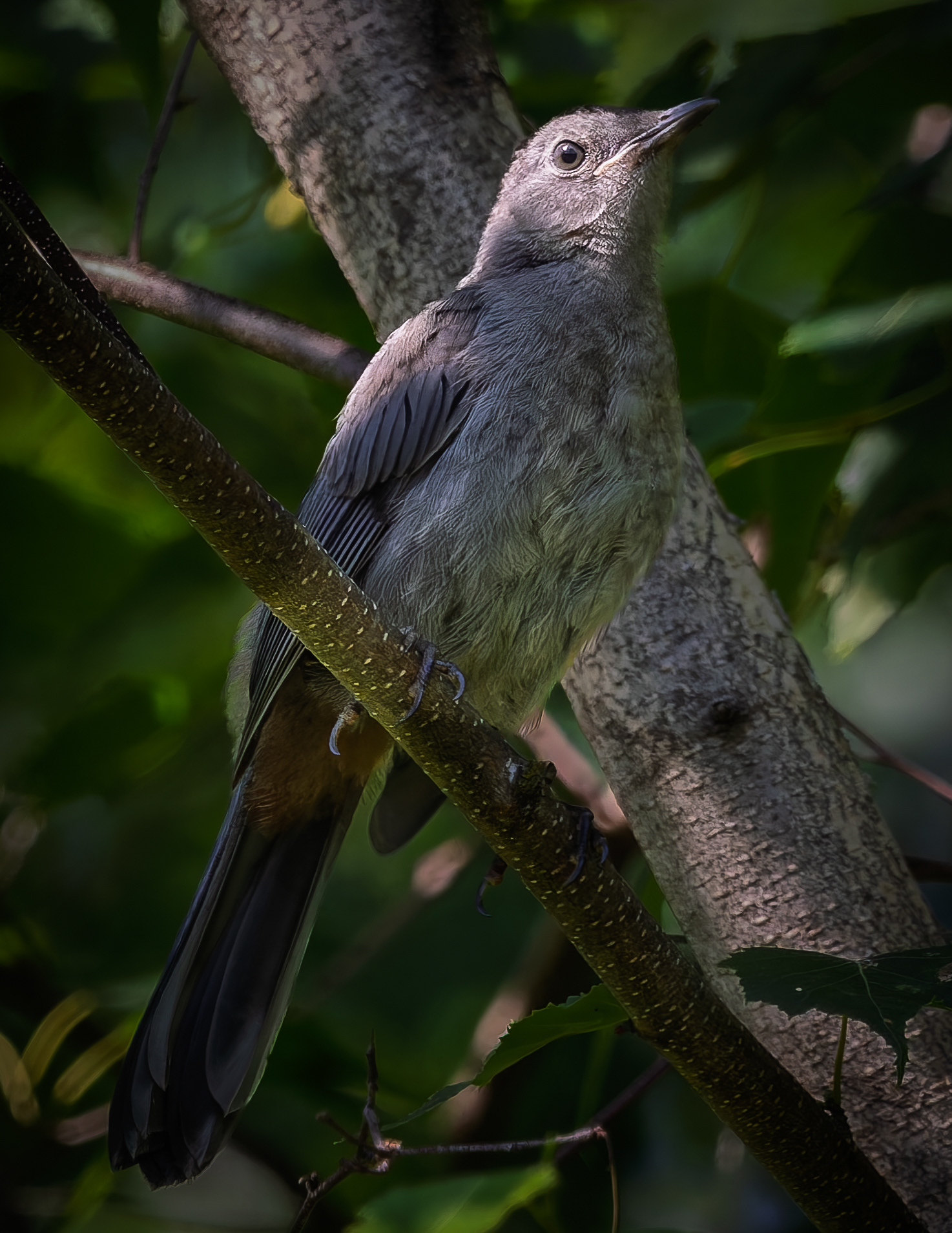 Catbird
