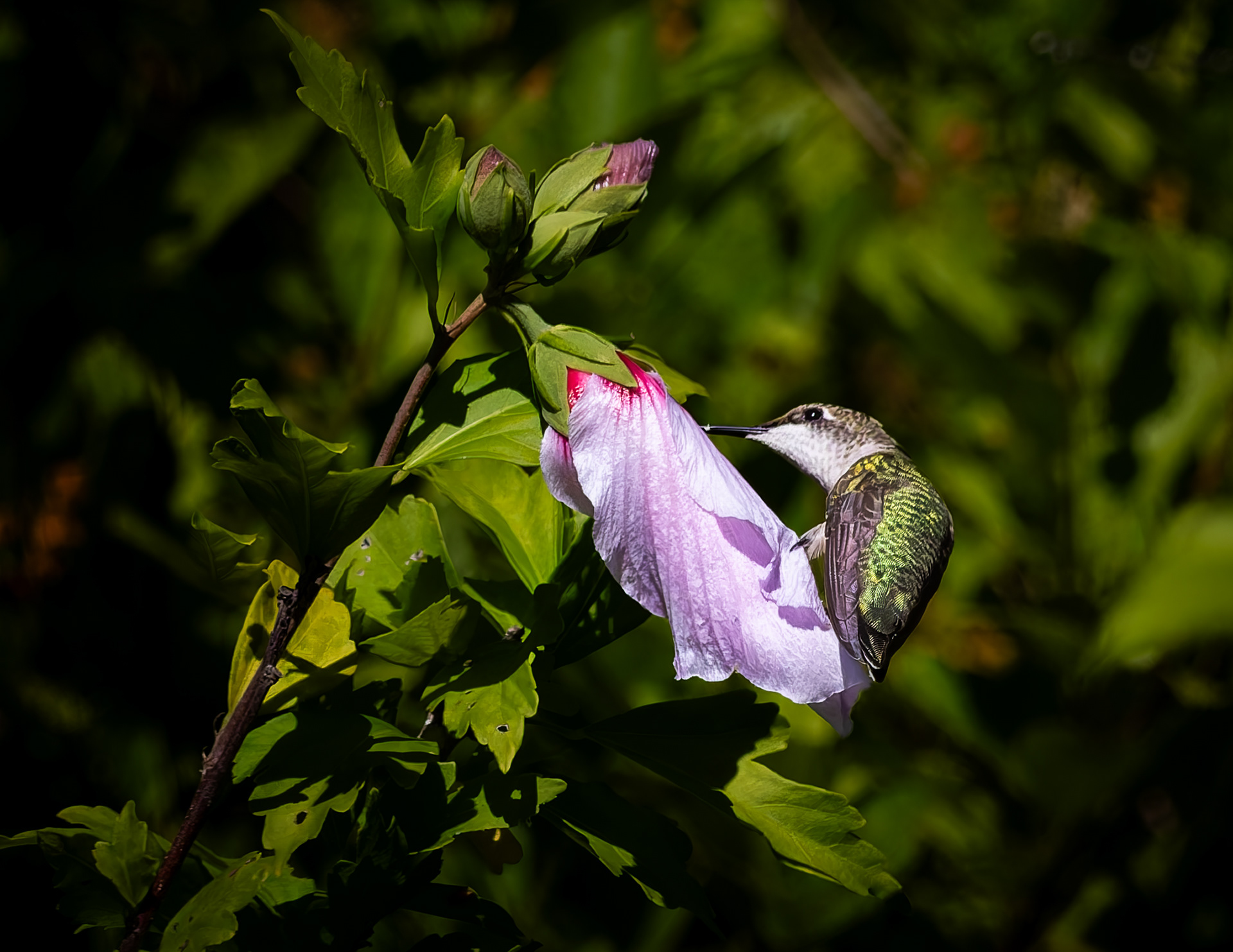 Ruby-throated Hummingbird No3 - August 21, 2026
