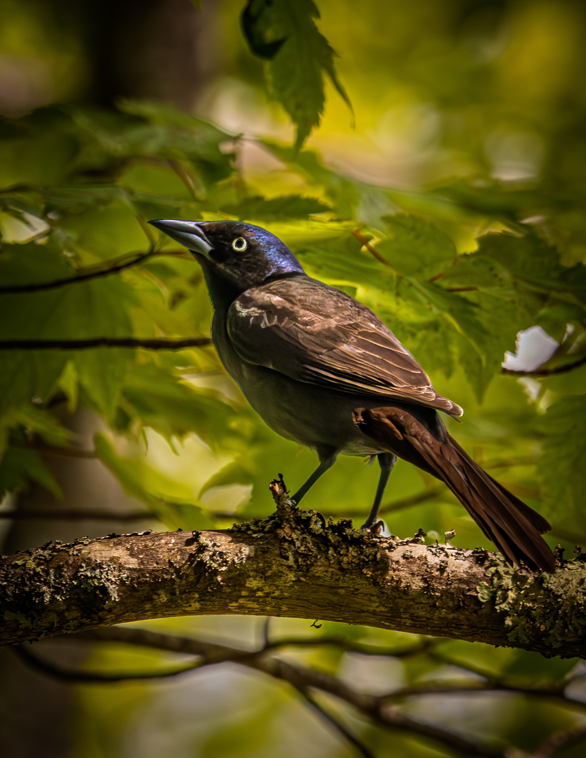 Common Grackle No1