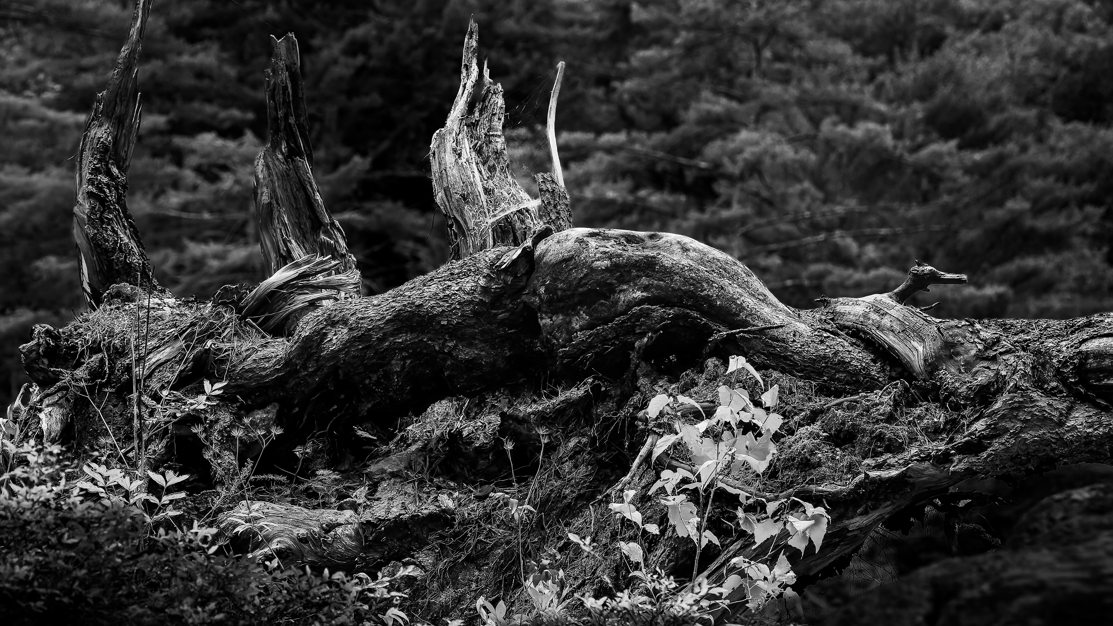 Fallen Log in Black & White