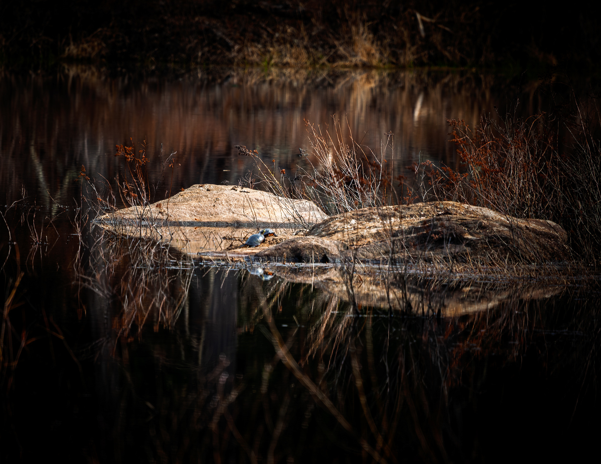 Factory Pond Reflections No3