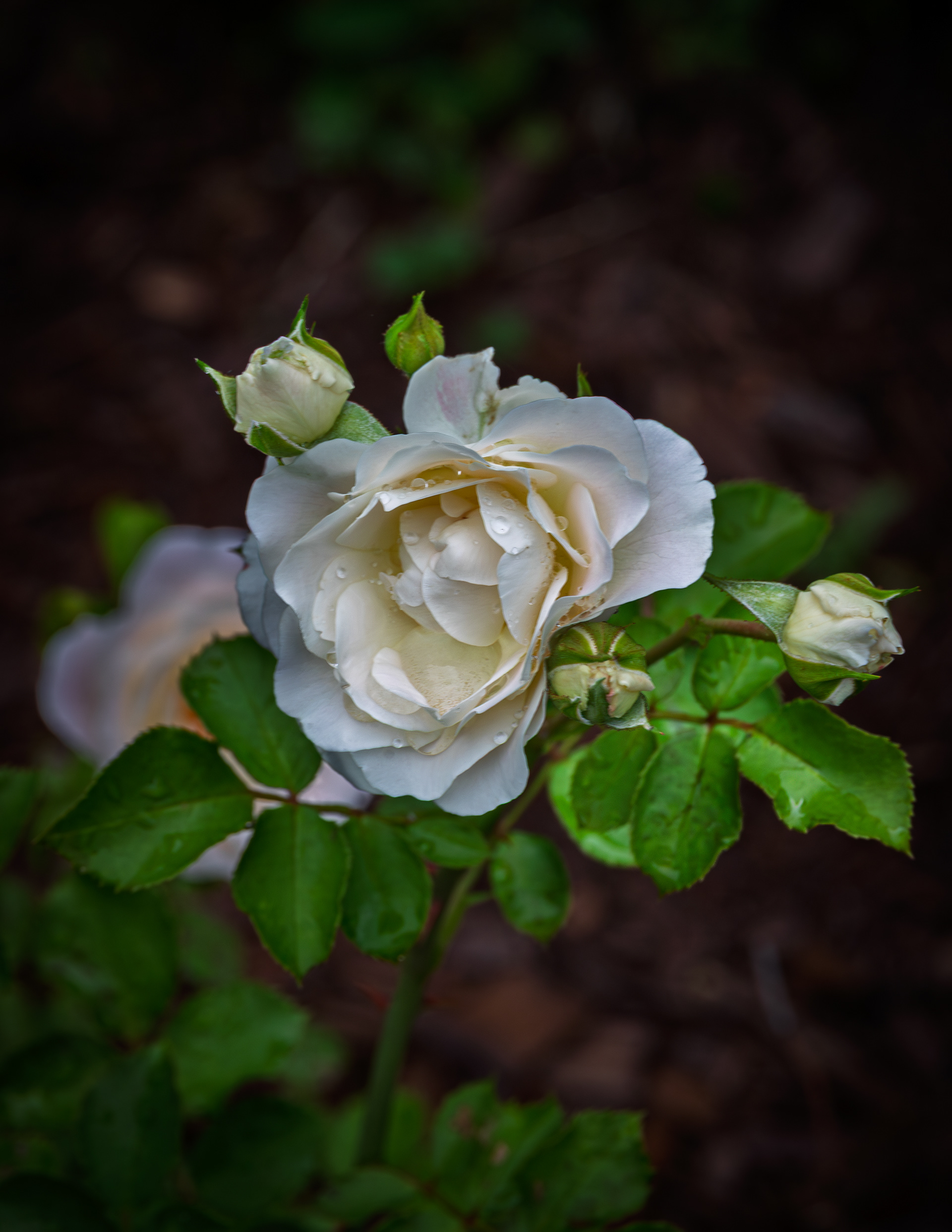 Snowdrift Rose No1