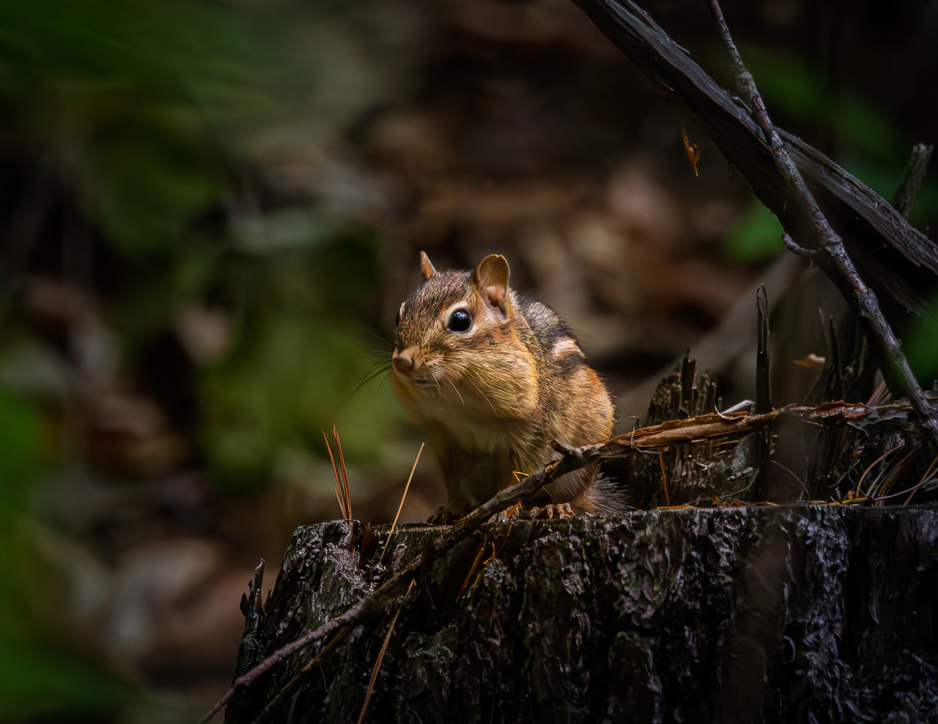 Chipmunk - June 7, 2026