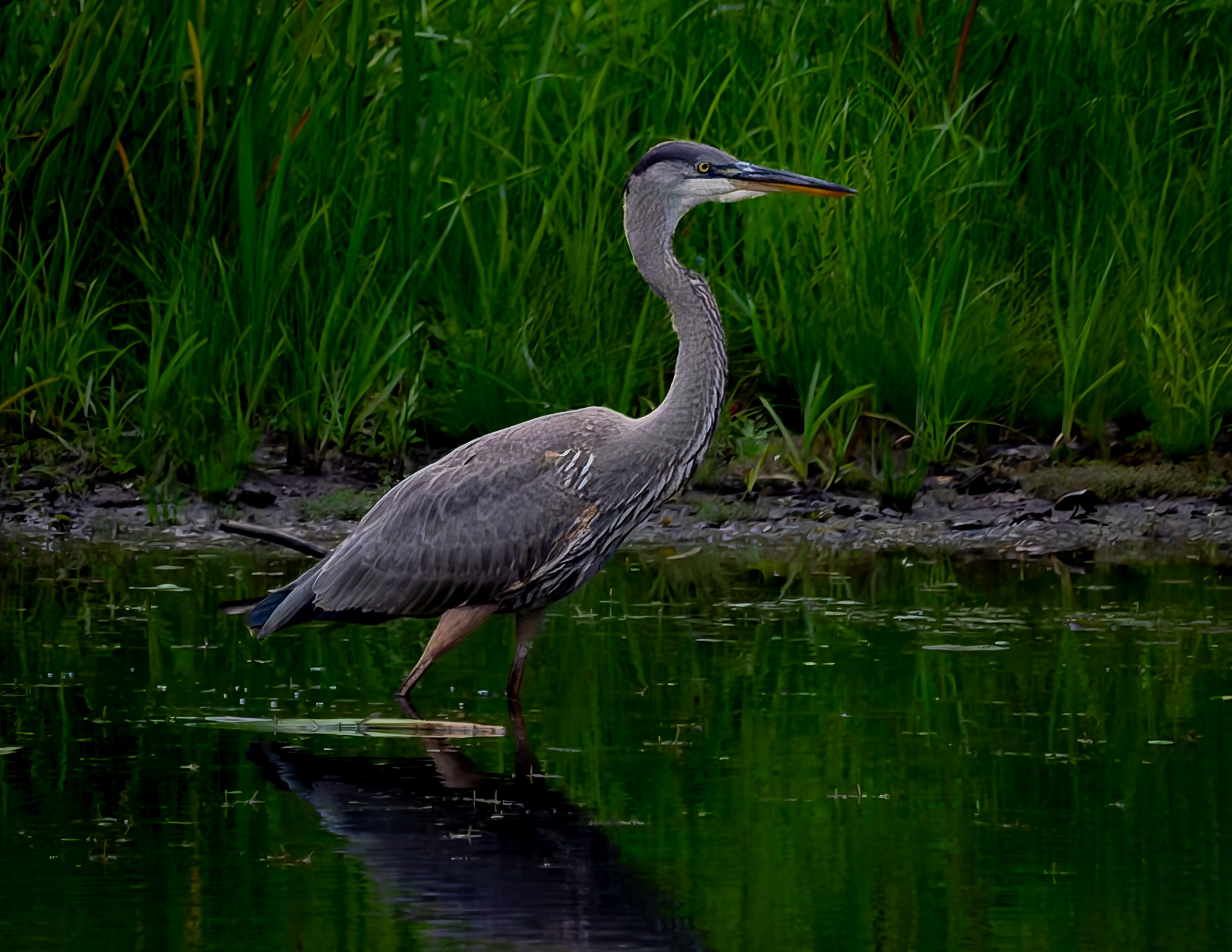 Great Blue Heron No6
