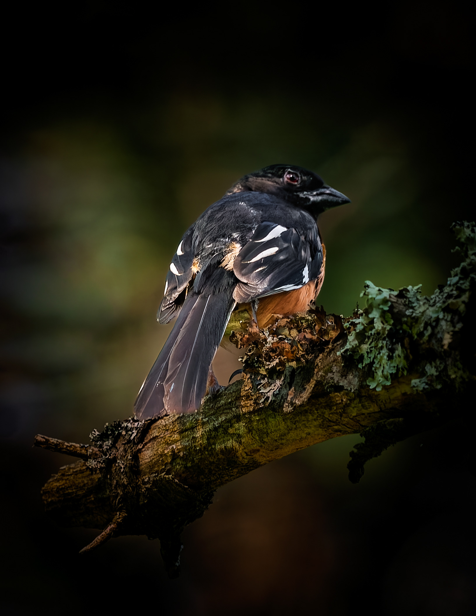 Male Eastern Towhee No4