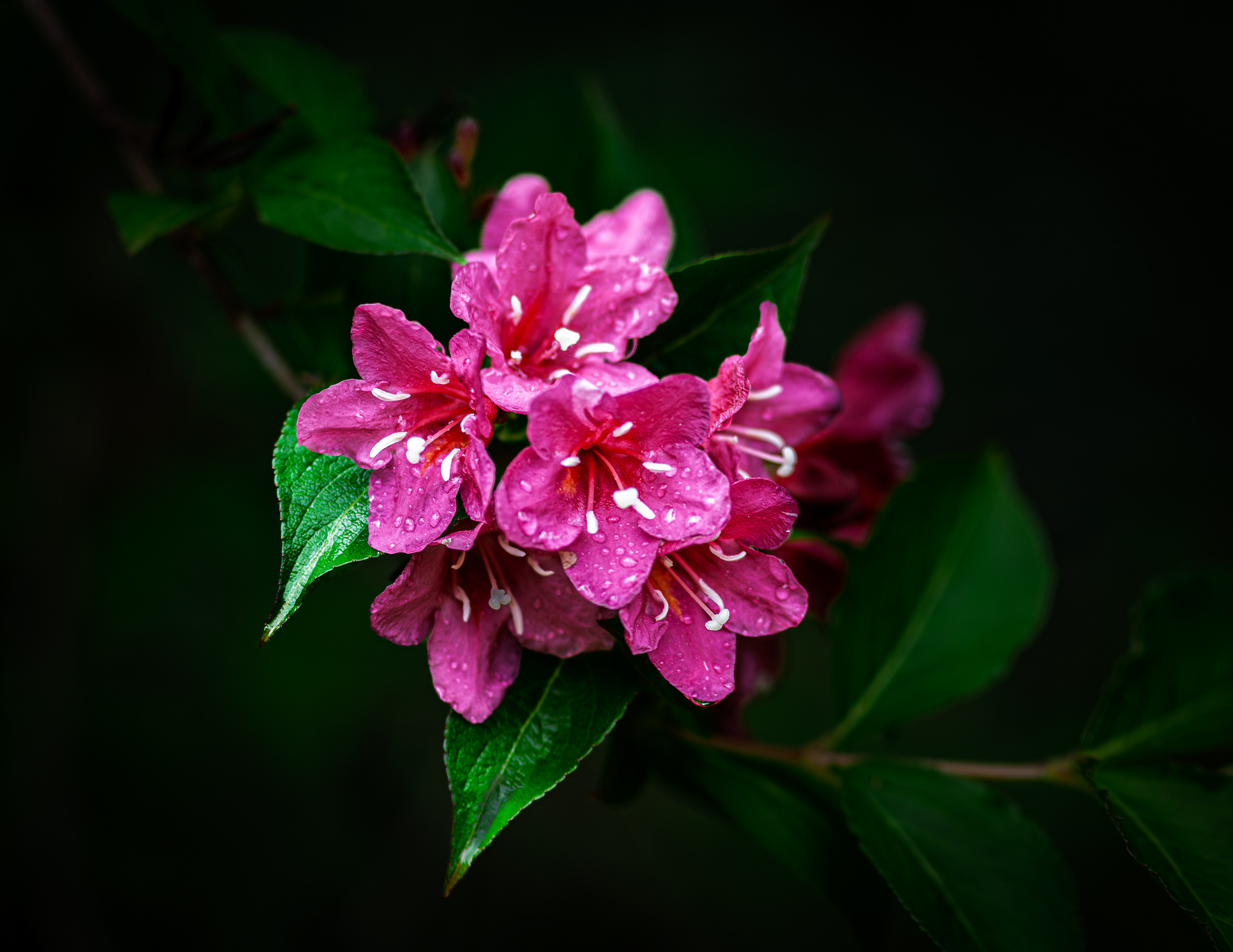 Weigela No1