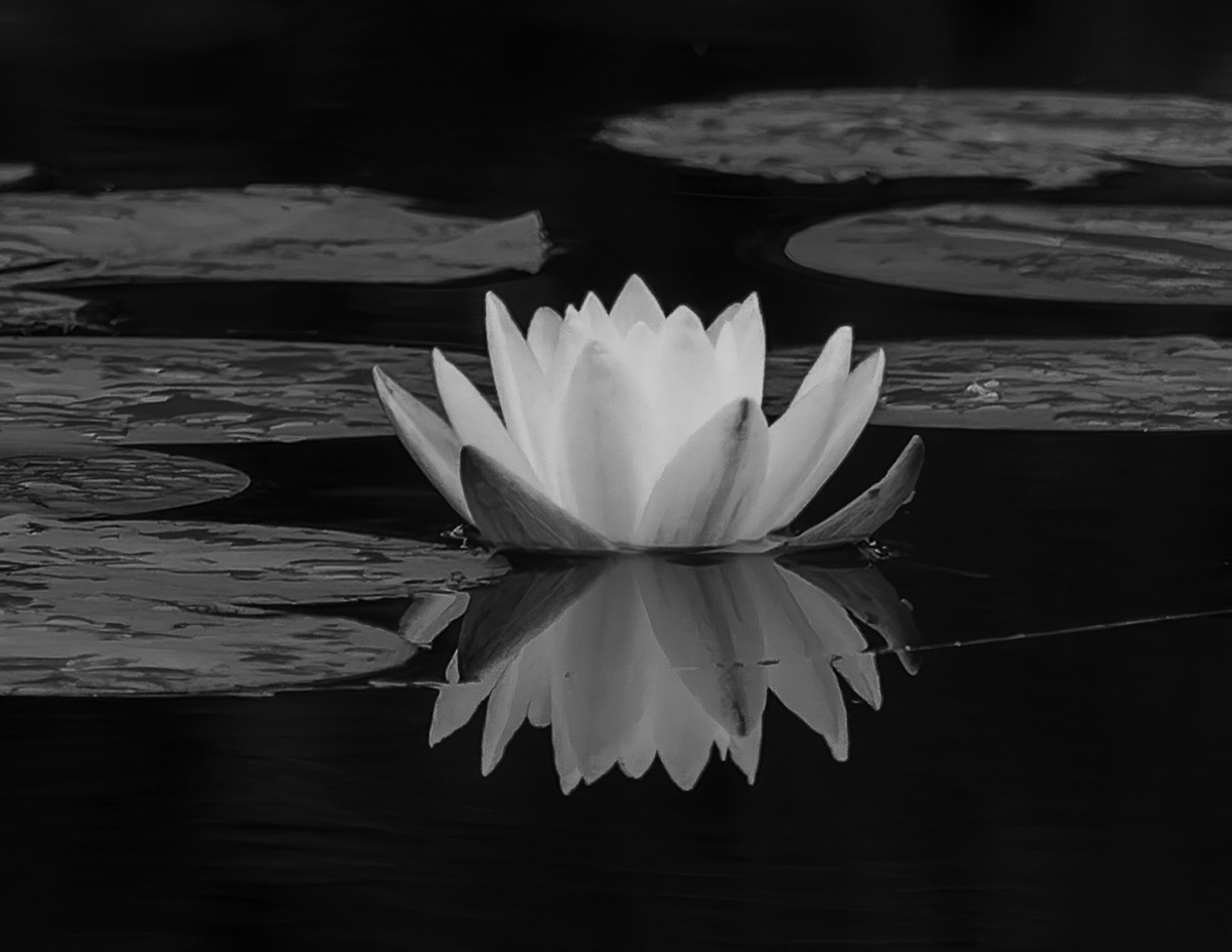 Water Lily in Black & White