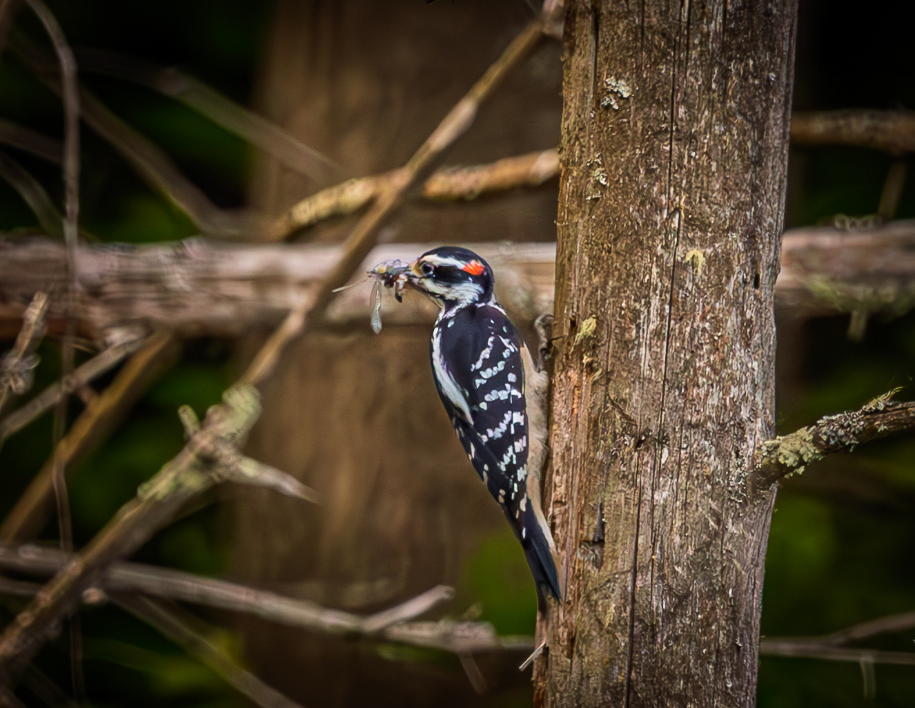 Male Hairy Woodpecker
