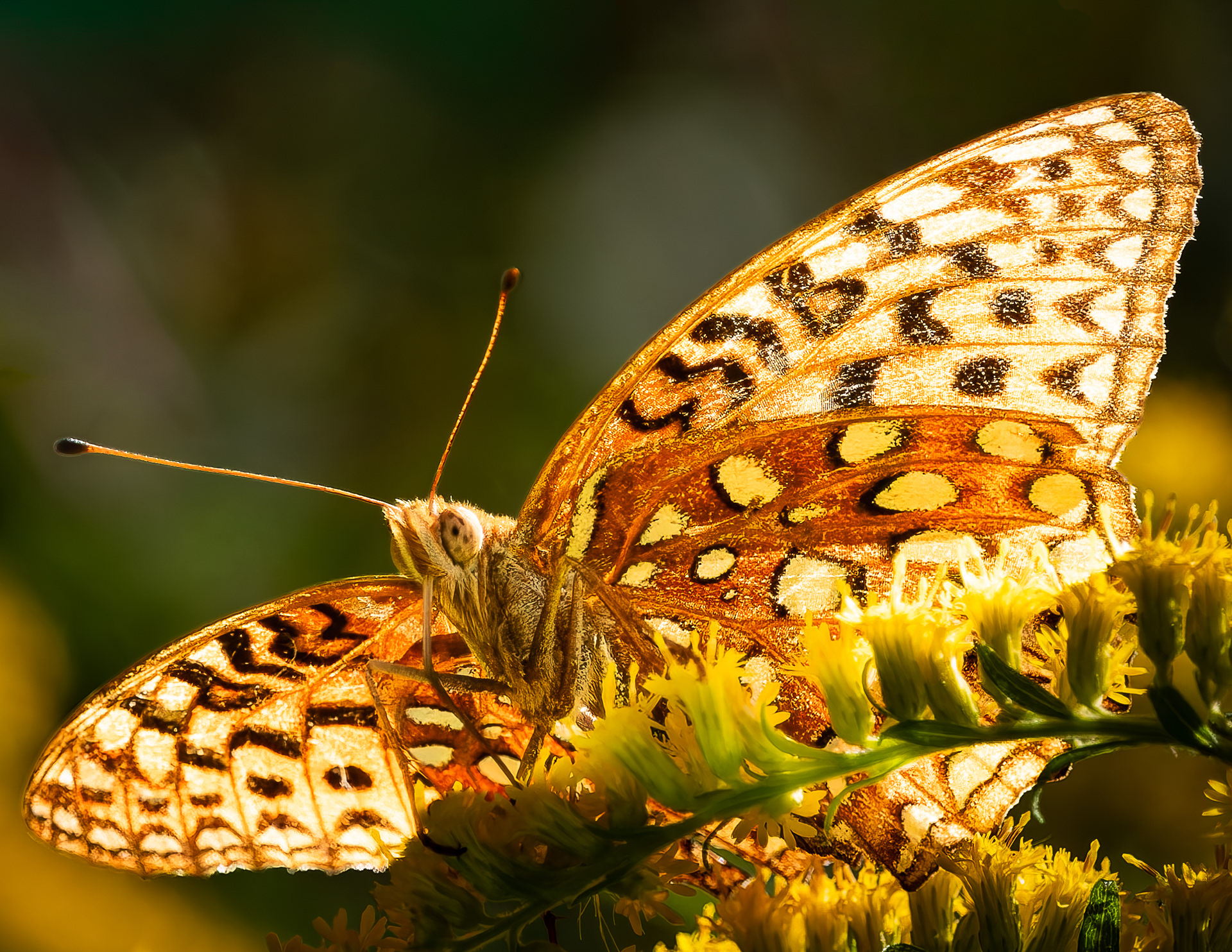 Great Spangled Fritillary No2