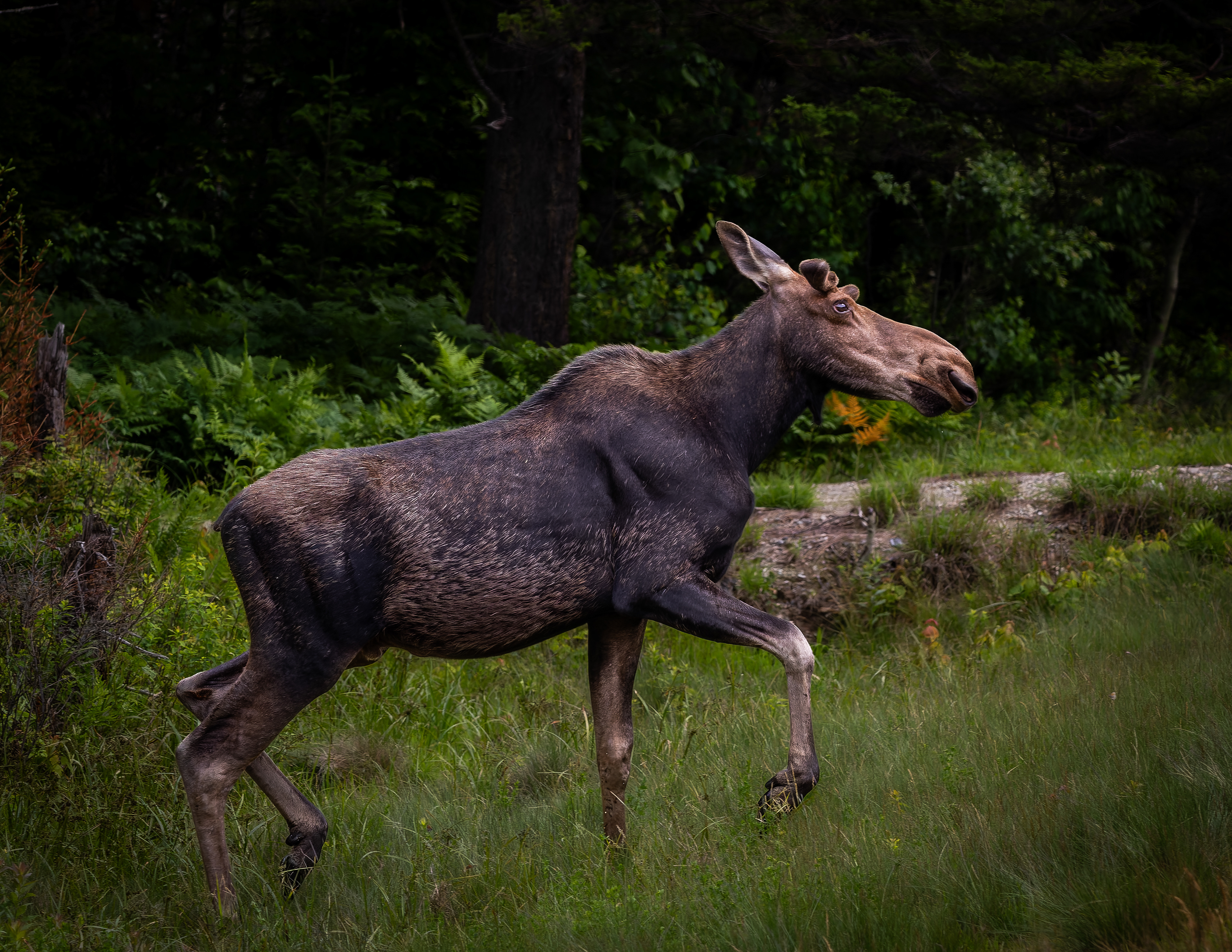 Young Bull Moose No2