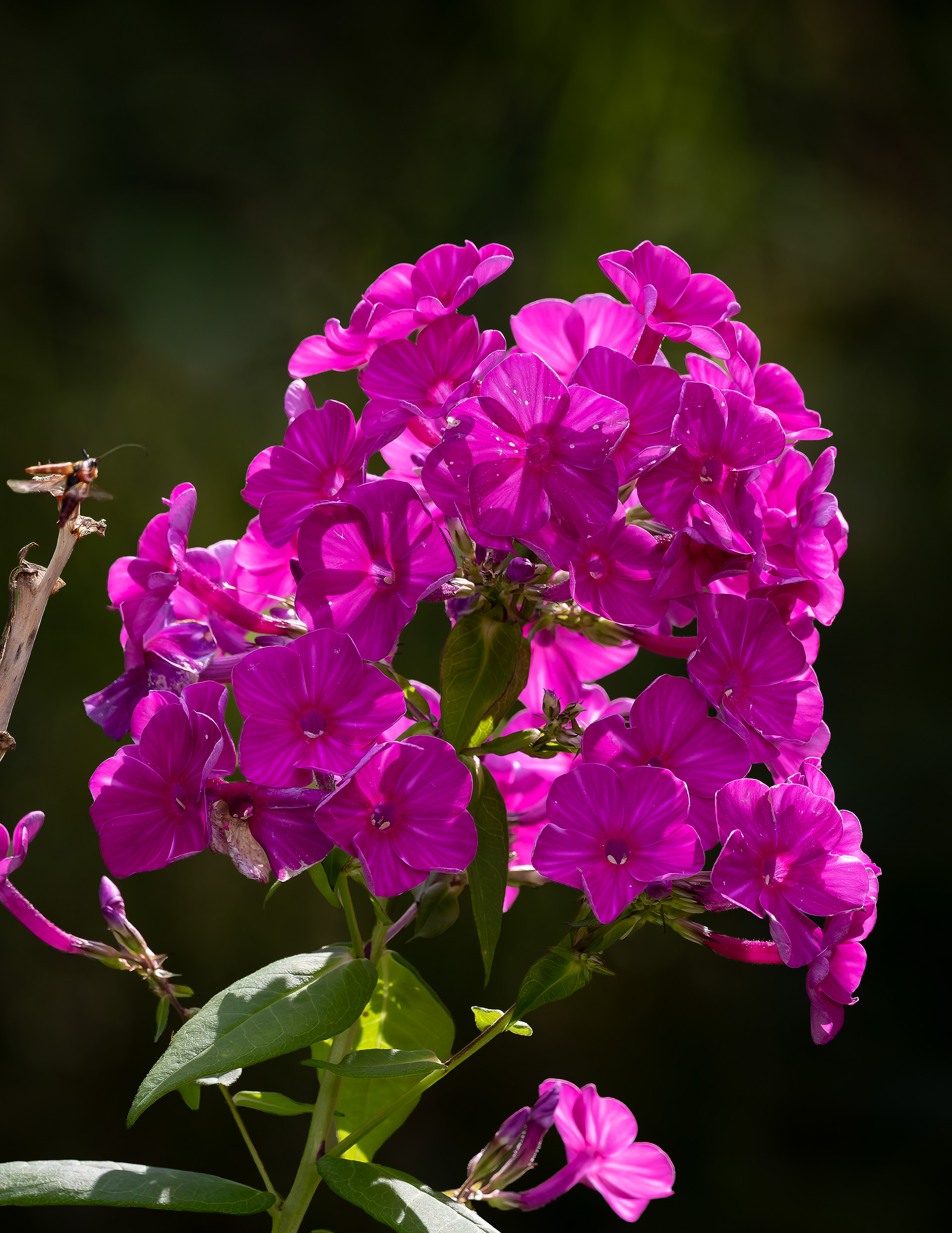 Garden Phlox with Clearwing Hummingbird Moth